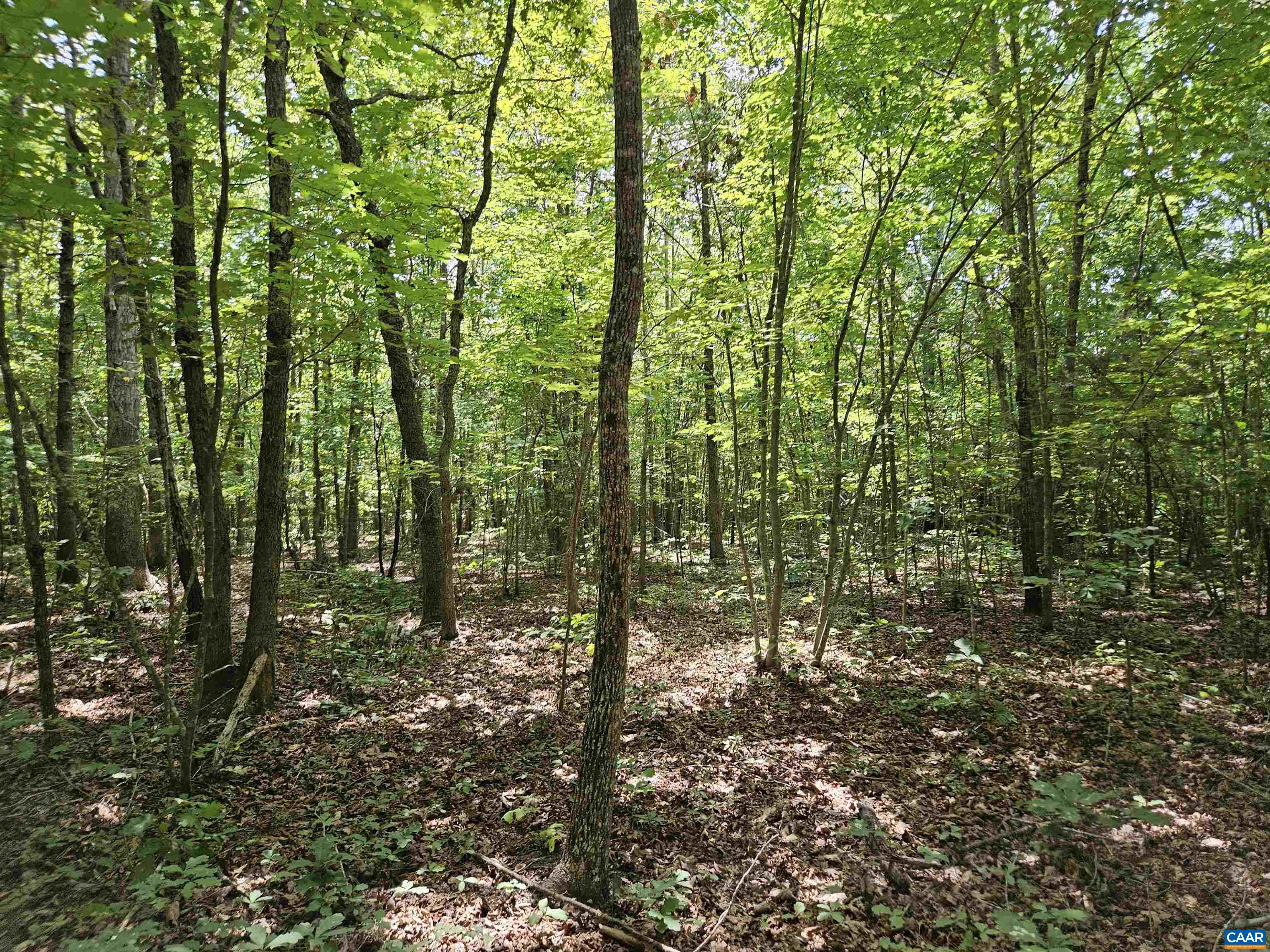 100 Ac W JAMES ANDERSON HWY, GLADSTONE, Virginia 24553, ,Farm,14,100 Ac W JAMES ANDERSON HWY,675255 MLS # 675255 100 Ac W JAMES ANDERSON HWY, GLADSTONE, Virginia 24553, ,Farm,14,100 Ac W JAMES ANDERSON HWY,675255 MLS # 675255