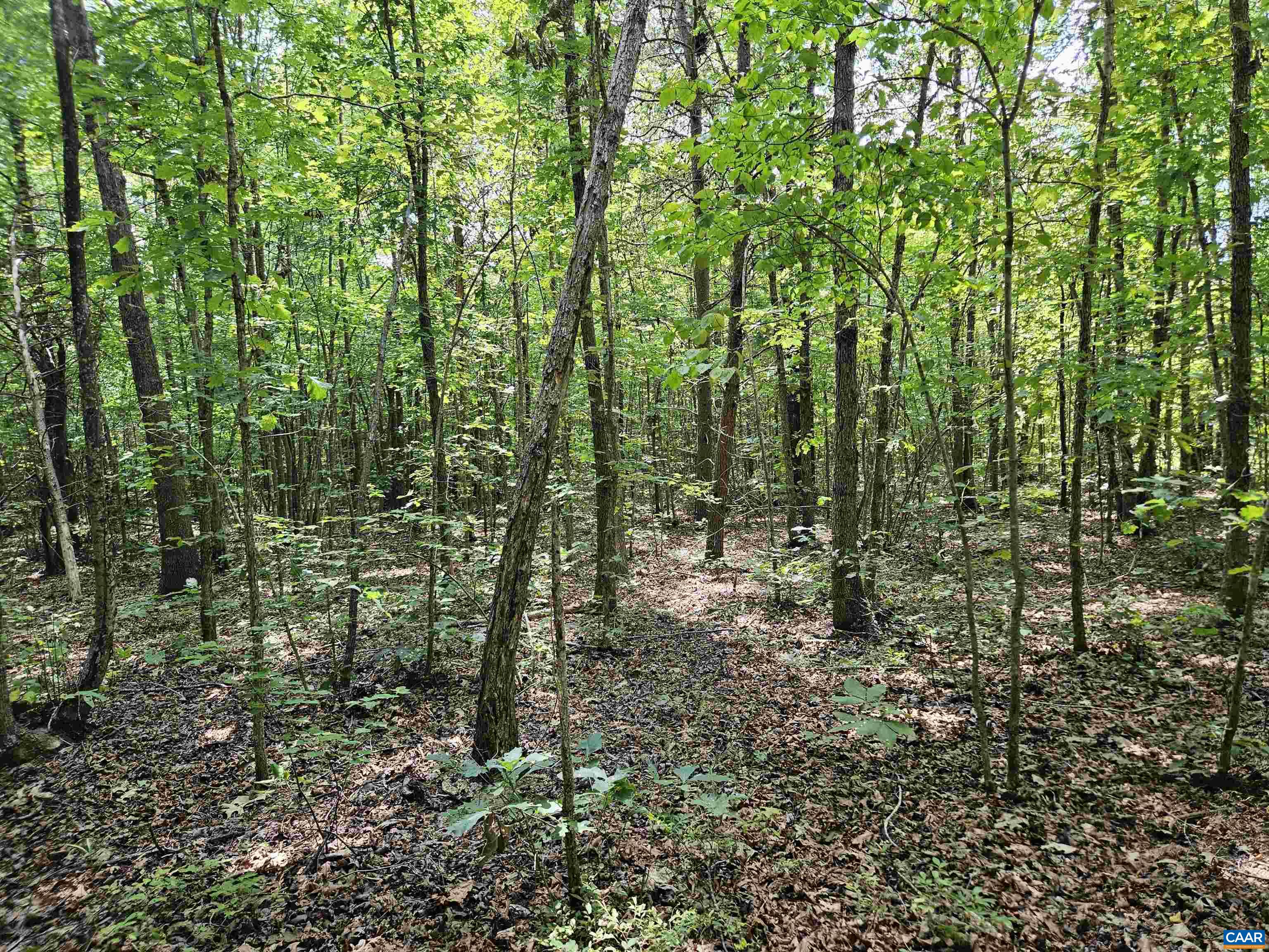 100 Ac W JAMES ANDERSON HWY, GLADSTONE, Virginia 24553, ,Farm,14,100 Ac W JAMES ANDERSON HWY,675255 MLS # 675255 100 Ac W JAMES ANDERSON HWY, GLADSTONE, Virginia 24553, ,Farm,14,100 Ac W JAMES ANDERSON HWY,675255 MLS # 675255