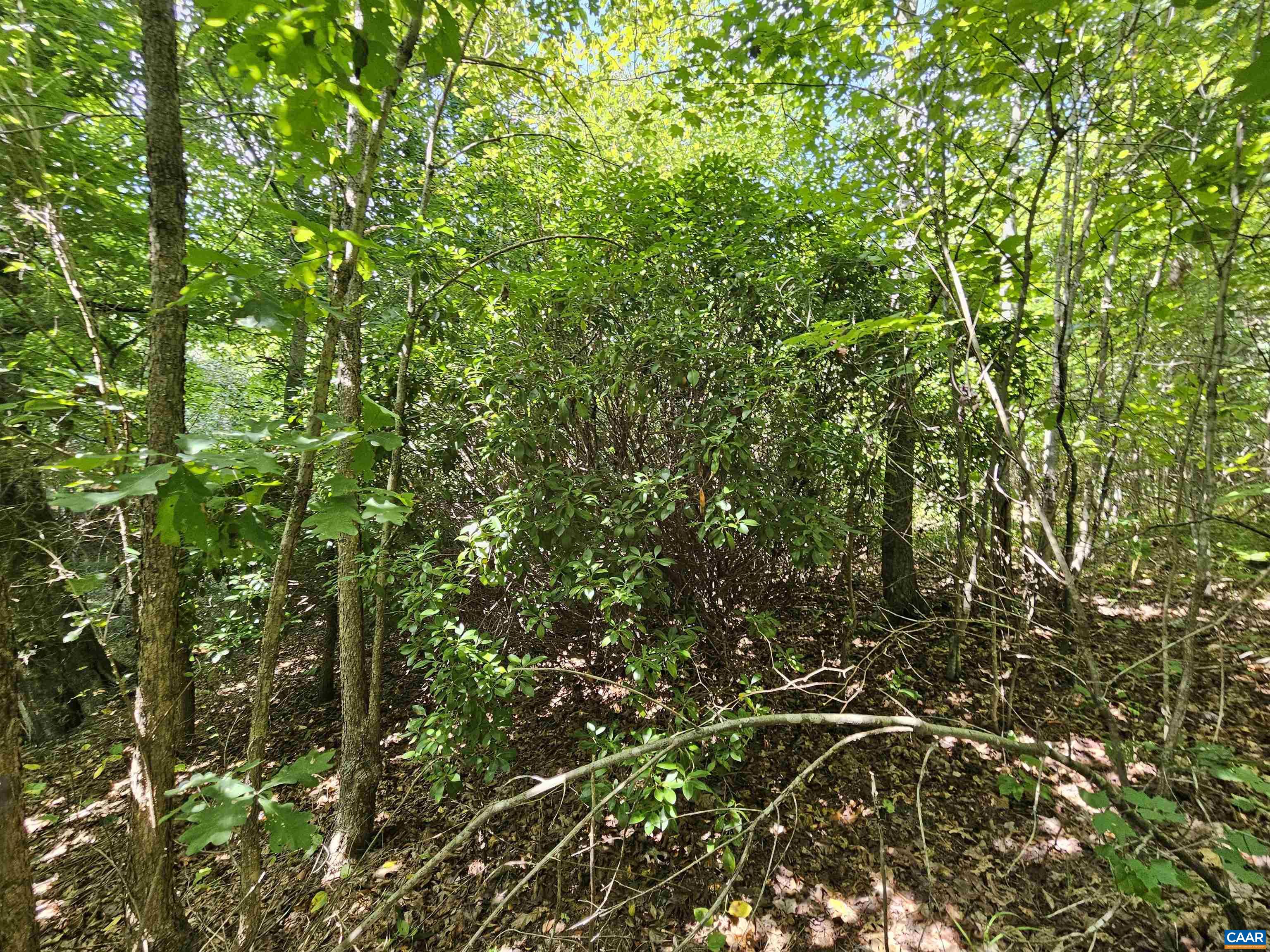 100 Ac W JAMES ANDERSON HWY, GLADSTONE, Virginia 24553, ,Farm,14,100 Ac W JAMES ANDERSON HWY,675255 MLS # 675255 100 Ac W JAMES ANDERSON HWY, GLADSTONE, Virginia 24553, ,Farm,14,100 Ac W JAMES ANDERSON HWY,675255 MLS # 675255