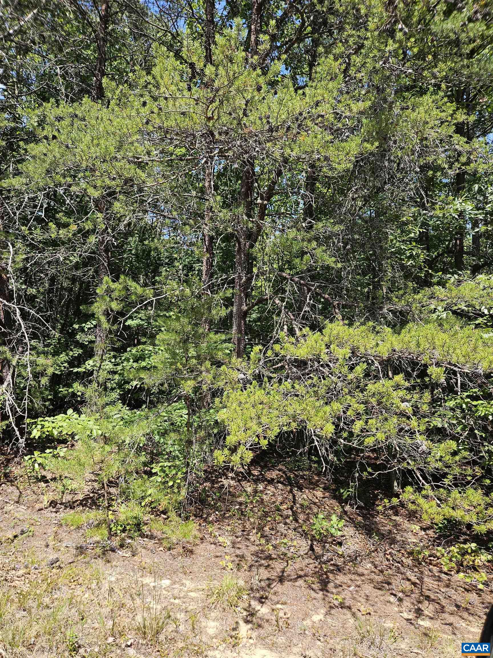 100 Ac W JAMES ANDERSON HWY, GLADSTONE, Virginia 24553, ,Farm,14,100 Ac W JAMES ANDERSON HWY,675255 MLS # 675255 100 Ac W JAMES ANDERSON HWY, GLADSTONE, Virginia 24553, ,Farm,14,100 Ac W JAMES ANDERSON HWY,675255 MLS # 675255