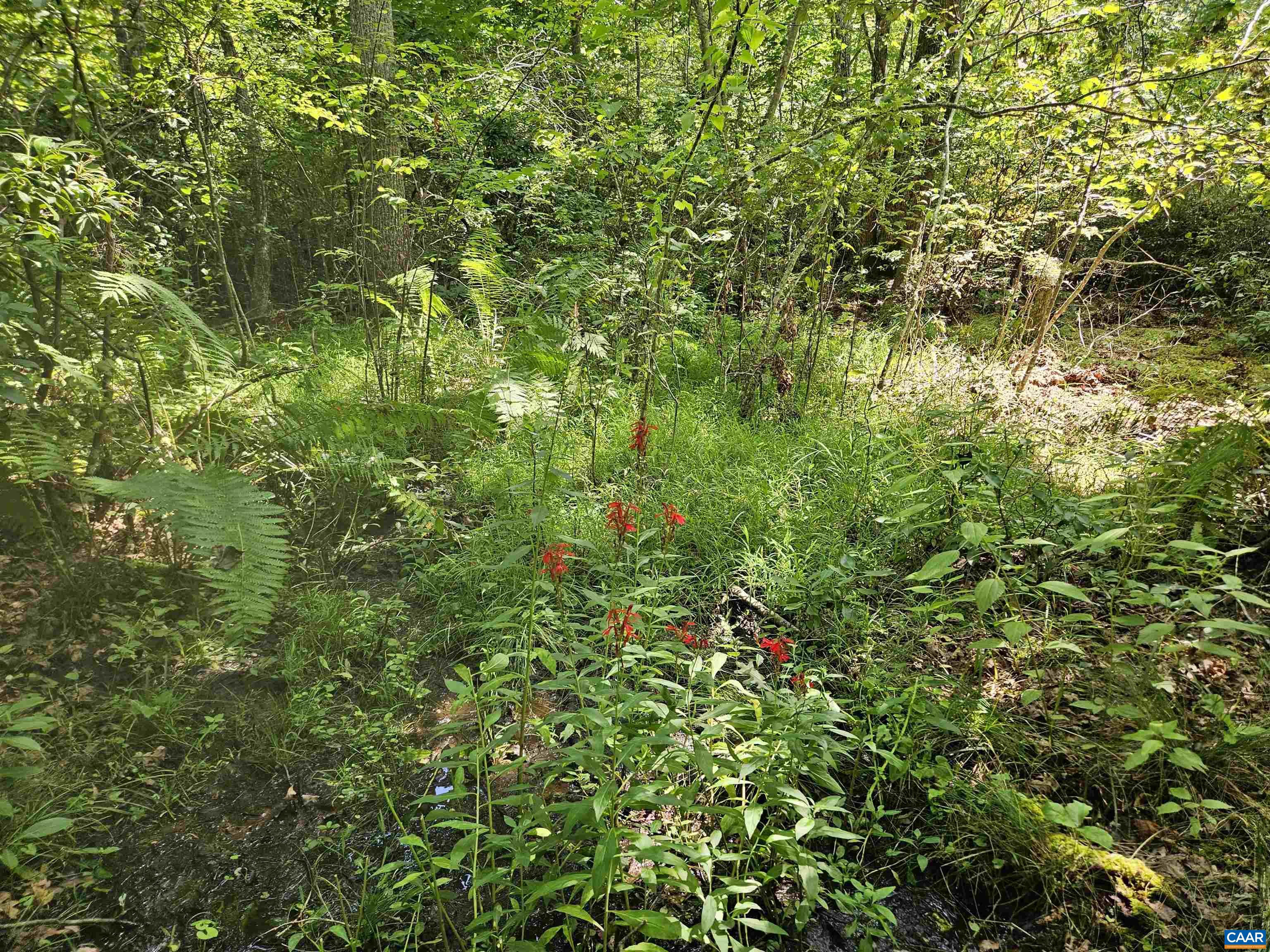 100 Ac W JAMES ANDERSON HWY, GLADSTONE, Virginia 24553, ,Farm,14,100 Ac W JAMES ANDERSON HWY,675255 MLS # 675255 100 Ac W JAMES ANDERSON HWY, GLADSTONE, Virginia 24553, ,Farm,14,100 Ac W JAMES ANDERSON HWY,675255 MLS # 675255