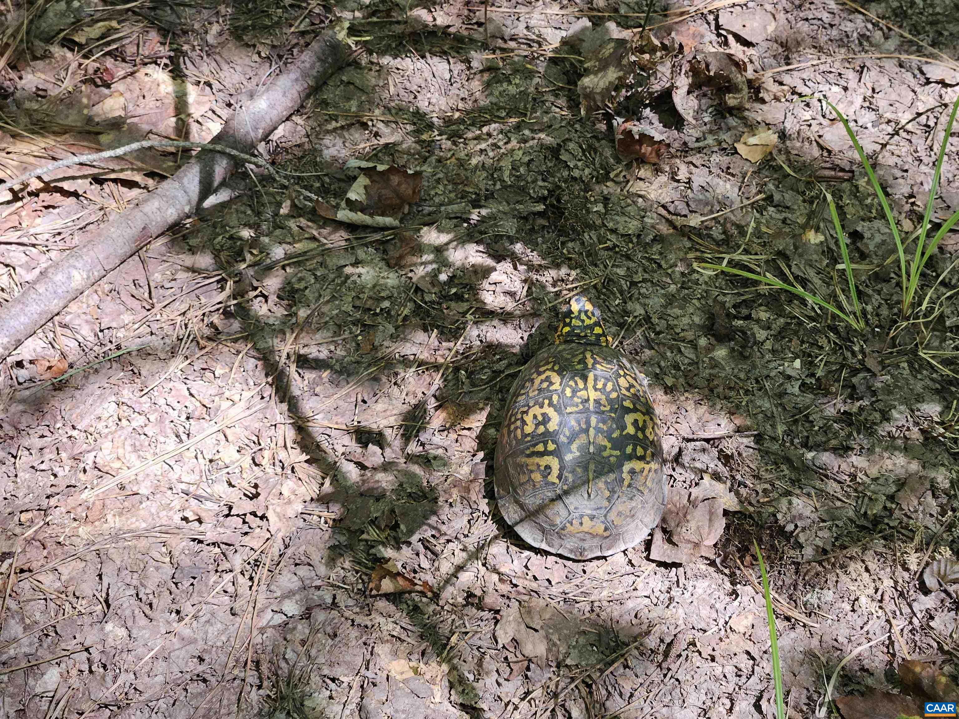 100 Ac W JAMES ANDERSON HWY, GLADSTONE, Virginia 24553, ,Farm,14,100 Ac W JAMES ANDERSON HWY,675255 MLS # 675255 100 Ac W JAMES ANDERSON HWY, GLADSTONE, Virginia 24553, ,Farm,14,100 Ac W JAMES ANDERSON HWY,675255 MLS # 675255