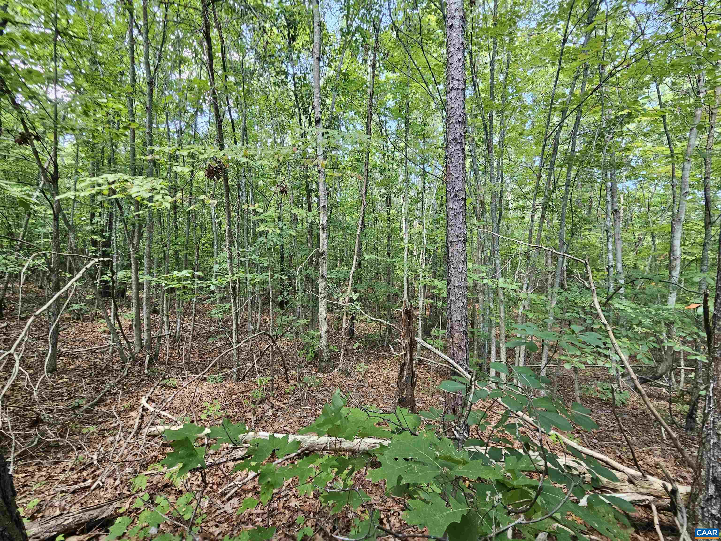 100 Ac W JAMES ANDERSON HWY, GLADSTONE, Virginia 24553, ,Farm,14,100 Ac W JAMES ANDERSON HWY,675255 MLS # 675255 100 Ac W JAMES ANDERSON HWY, GLADSTONE, Virginia 24553, ,Farm,14,100 Ac W JAMES ANDERSON HWY,675255 MLS # 675255