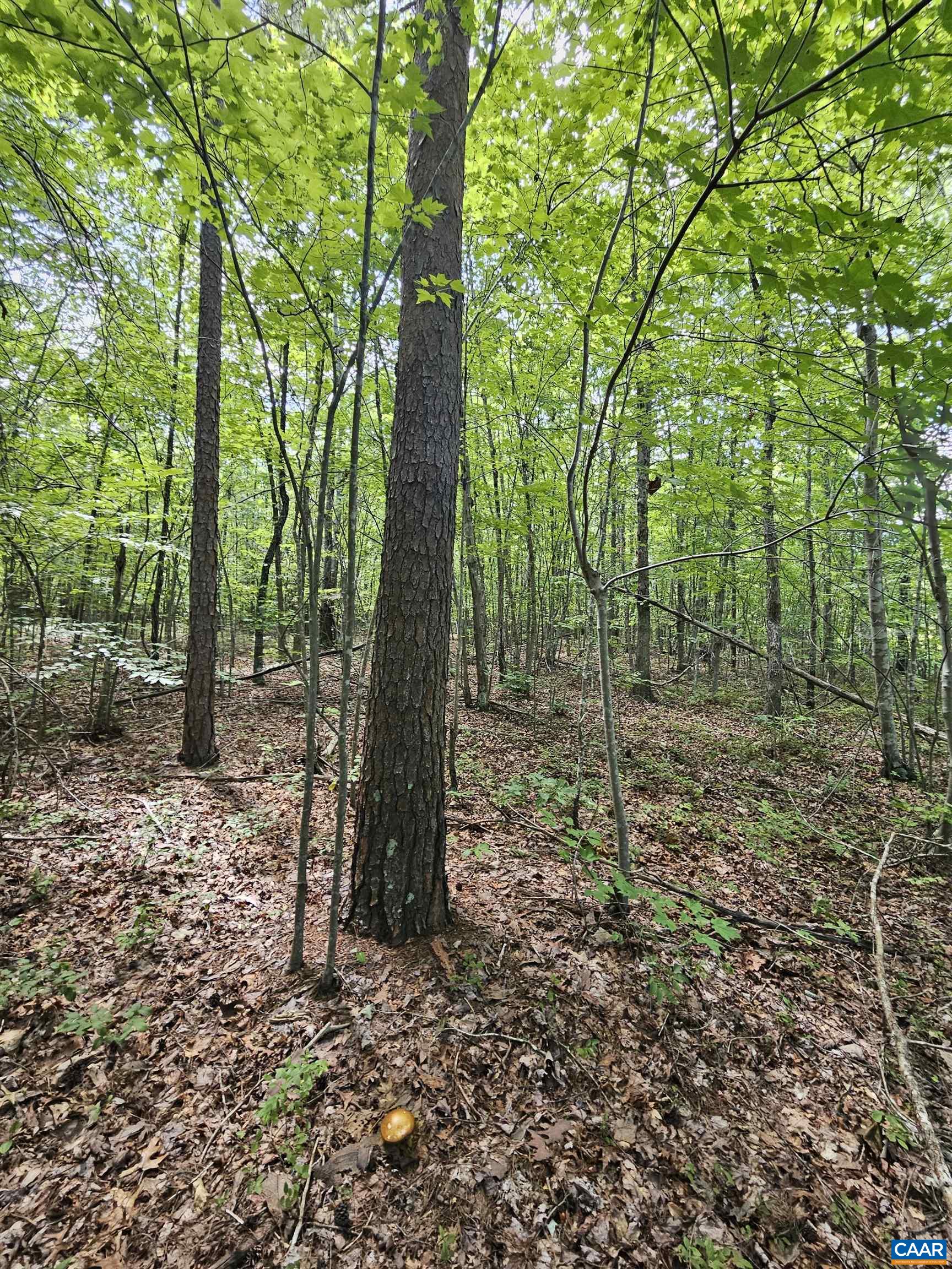 100 Ac W JAMES ANDERSON HWY, GLADSTONE, Virginia 24553, ,Farm,14,100 Ac W JAMES ANDERSON HWY,675255 MLS # 675255 100 Ac W JAMES ANDERSON HWY, GLADSTONE, Virginia 24553, ,Farm,14,100 Ac W JAMES ANDERSON HWY,675255 MLS # 675255