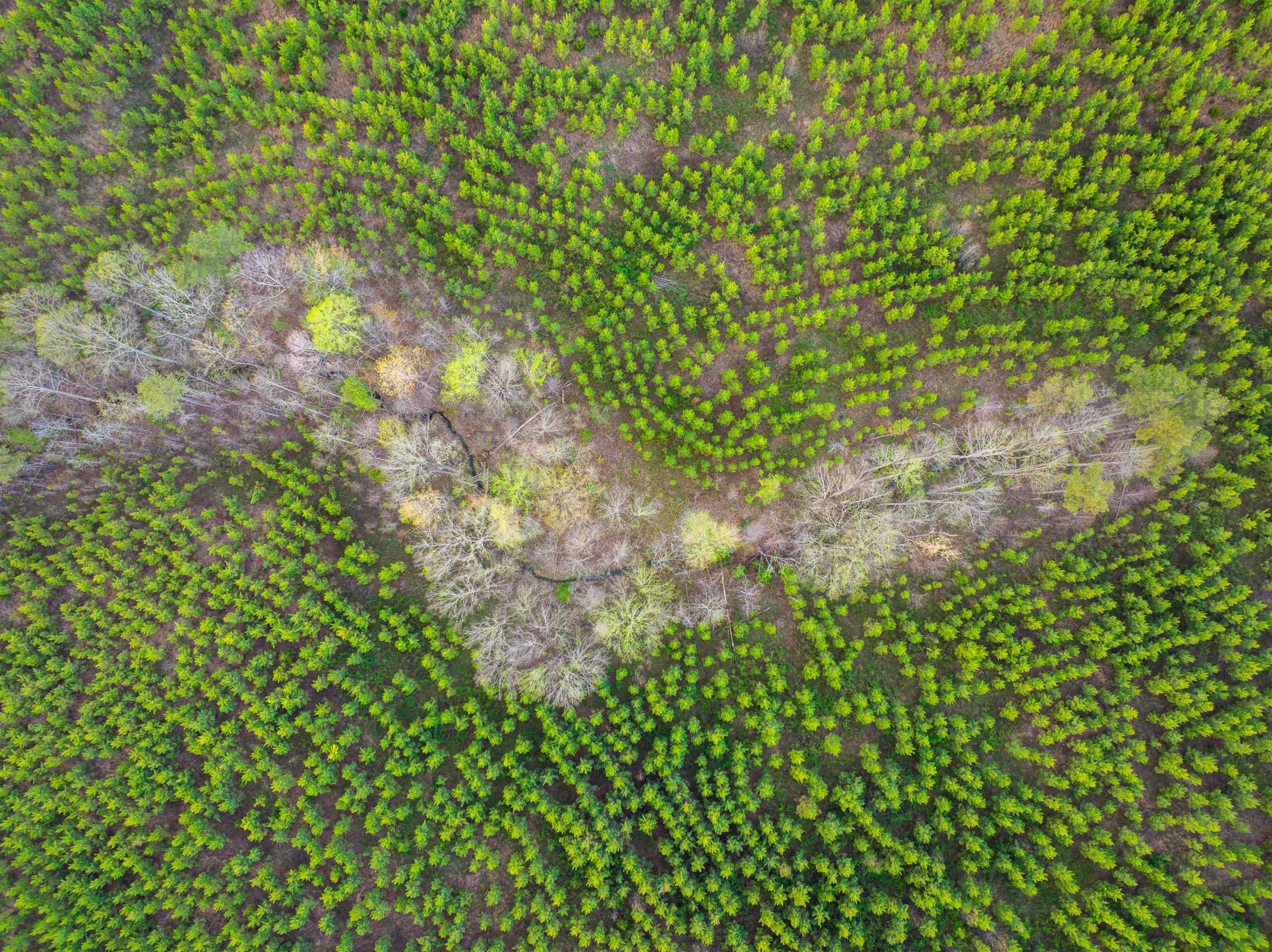 TBD EVERGREEN CHURCH RD, PALMYRA, Virginia 22963, ,Land,14,TBD EVERGREEN CHURCH RD,675331 MLS # 675331