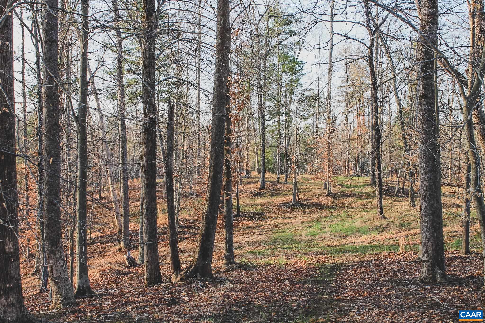 42 SHADWELL RD, KESWICK, Virginia 22947, ,Land,14,42 SHADWELL RD,675338 MLS # 675338 42 SHADWELL RD, KESWICK, Virginia 22947, ,Land,14,42 SHADWELL RD,675338 MLS # 675338