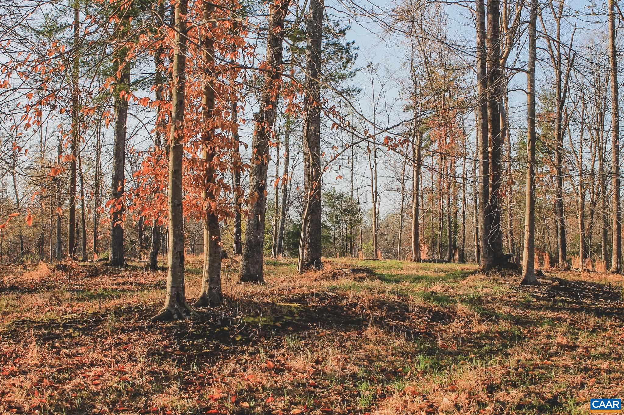 42 SHADWELL RD, KESWICK, Virginia 22947, ,Land,14,42 SHADWELL RD,675338 MLS # 675338 42 SHADWELL RD, KESWICK, Virginia 22947, ,Land,14,42 SHADWELL RD,675338 MLS # 675338