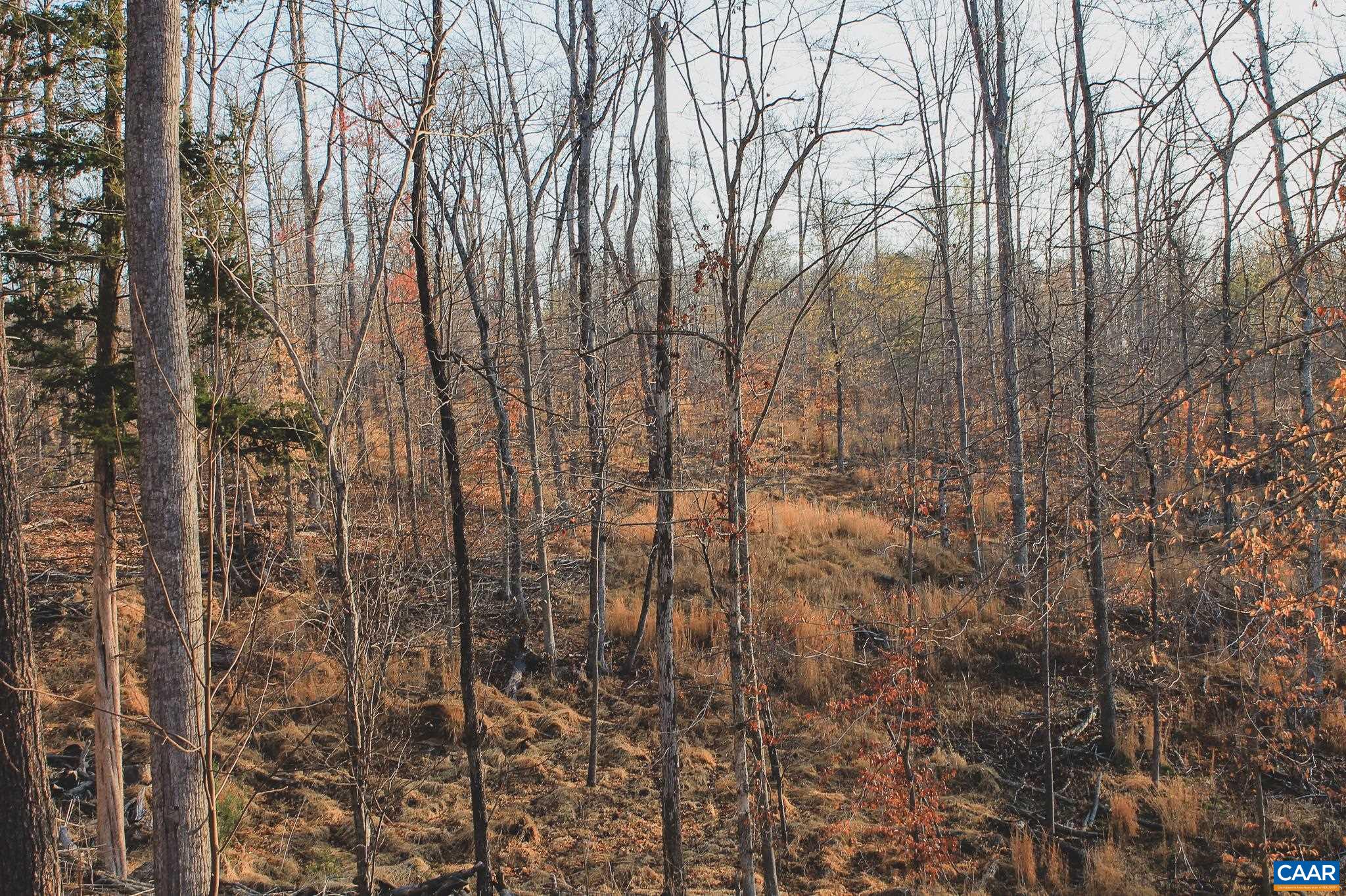 42 SHADWELL RD, KESWICK, Virginia 22947, ,Land,14,42 SHADWELL RD,675338 MLS # 675338 42 SHADWELL RD, KESWICK, Virginia 22947, ,Land,14,42 SHADWELL RD,675338 MLS # 675338