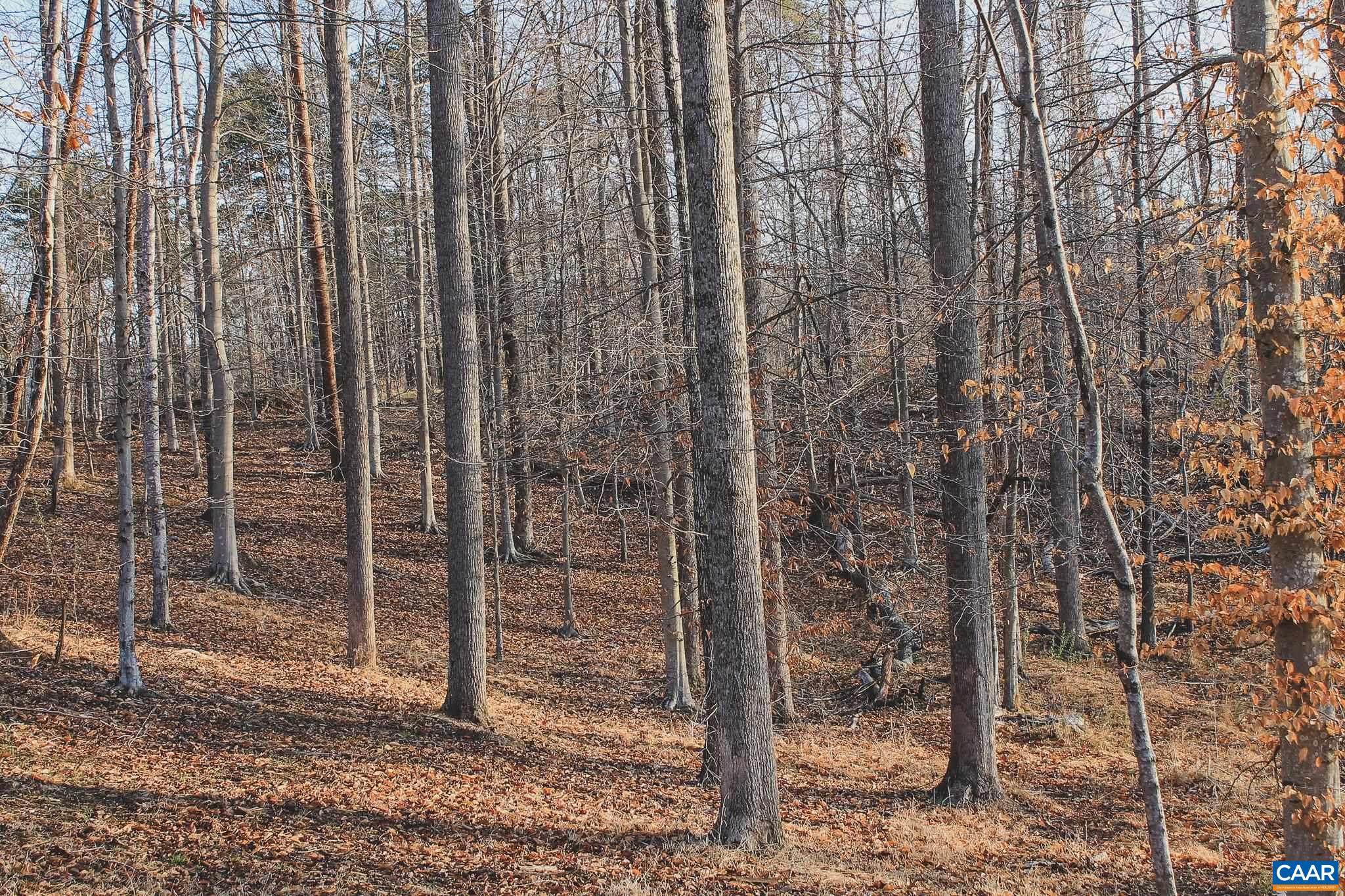 42 SHADWELL RD, KESWICK, Virginia 22947, ,Land,14,42 SHADWELL RD,675338 MLS # 675338 42 SHADWELL RD, KESWICK, Virginia 22947, ,Land,14,42 SHADWELL RD,675338 MLS # 675338