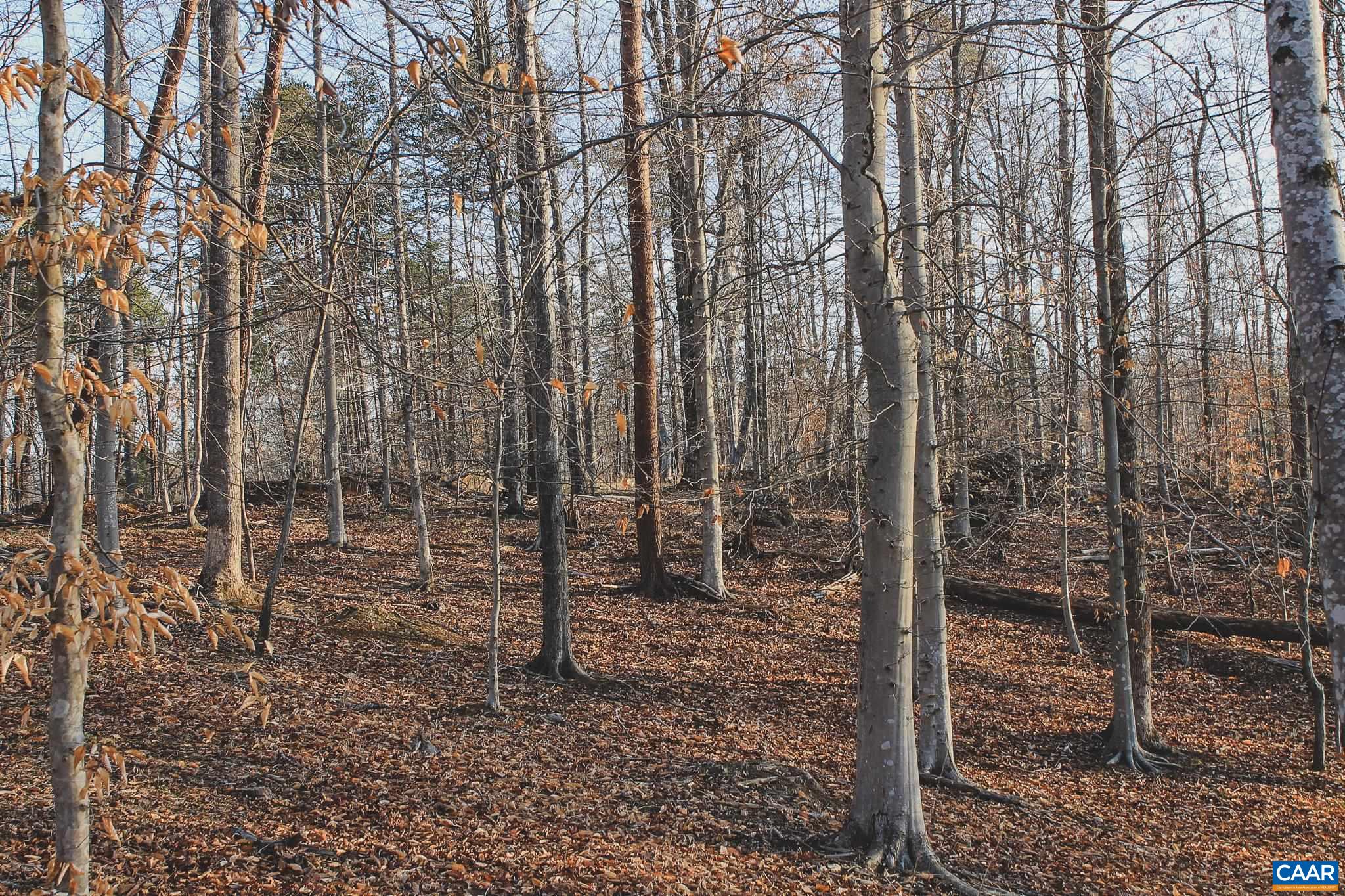 42 SHADWELL RD, KESWICK, Virginia 22947, ,Land,14,42 SHADWELL RD,675338 MLS # 675338 42 SHADWELL RD, KESWICK, Virginia 22947, ,Land,14,42 SHADWELL RD,675338 MLS # 675338