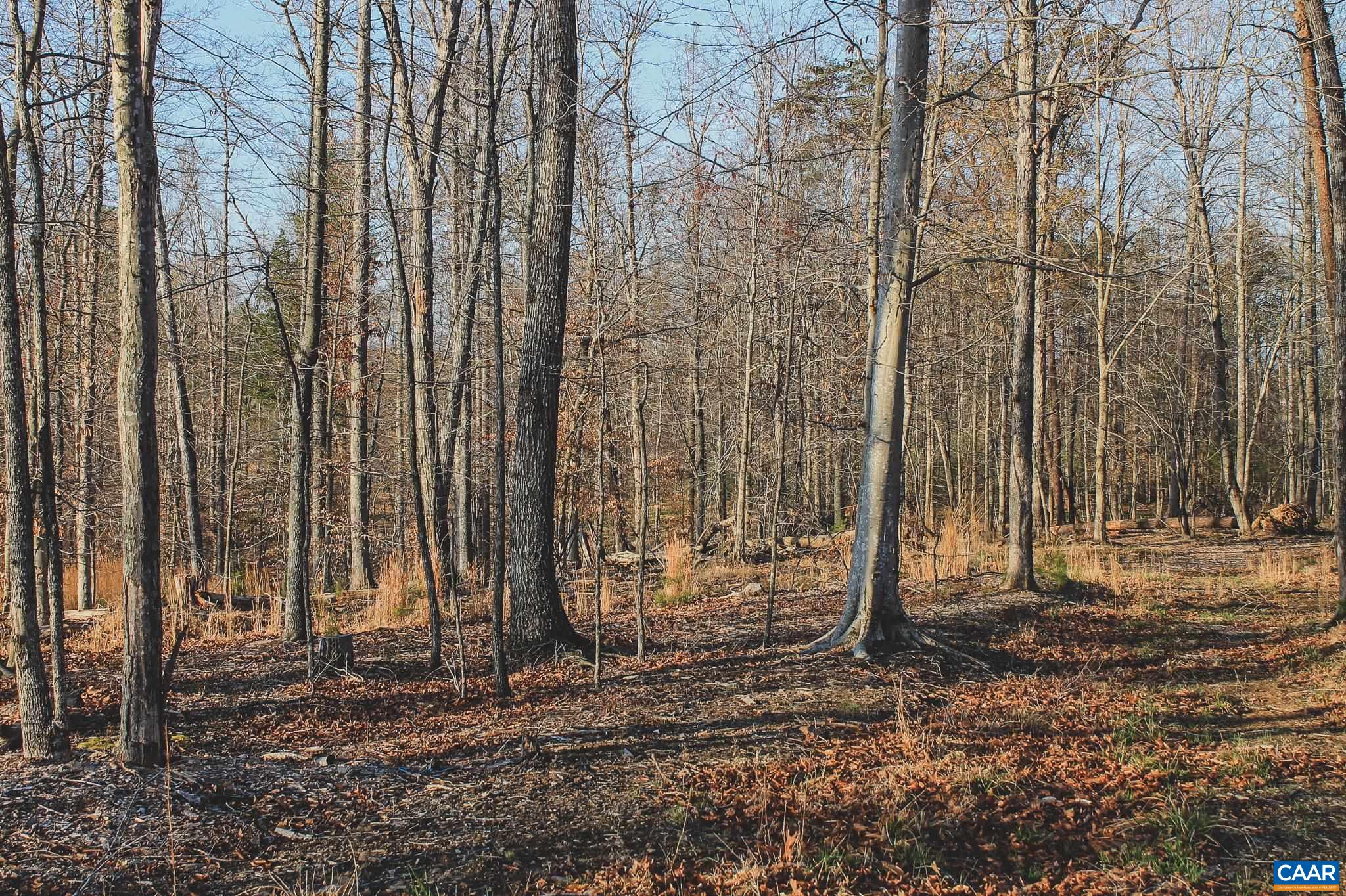 42 SHADWELL RD, KESWICK, Virginia 22947, ,Land,14,42 SHADWELL RD,675338 MLS # 675338 42 SHADWELL RD, KESWICK, Virginia 22947, ,Land,14,42 SHADWELL RD,675338 MLS # 675338