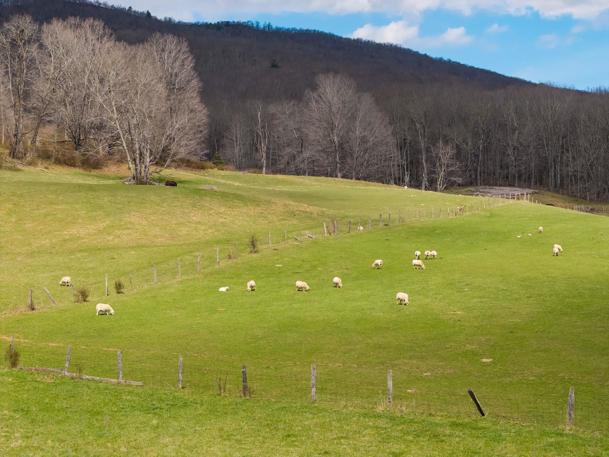 3356 JACKSON RIVER RD, MONTEREY, Virginia 24465, 3 Bedrooms Bedrooms, ,3 BathroomsBathrooms,Residential,14,3356 JACKSON RIVER RD,675365 MLS # 675365 3356 JACKSON RIVER RD, MONTEREY, Virginia 24465, 3 Bedrooms Bedrooms, ,3 BathroomsBathrooms,Residential,14,3356 JACKSON RIVER RD,675365 MLS # 675365