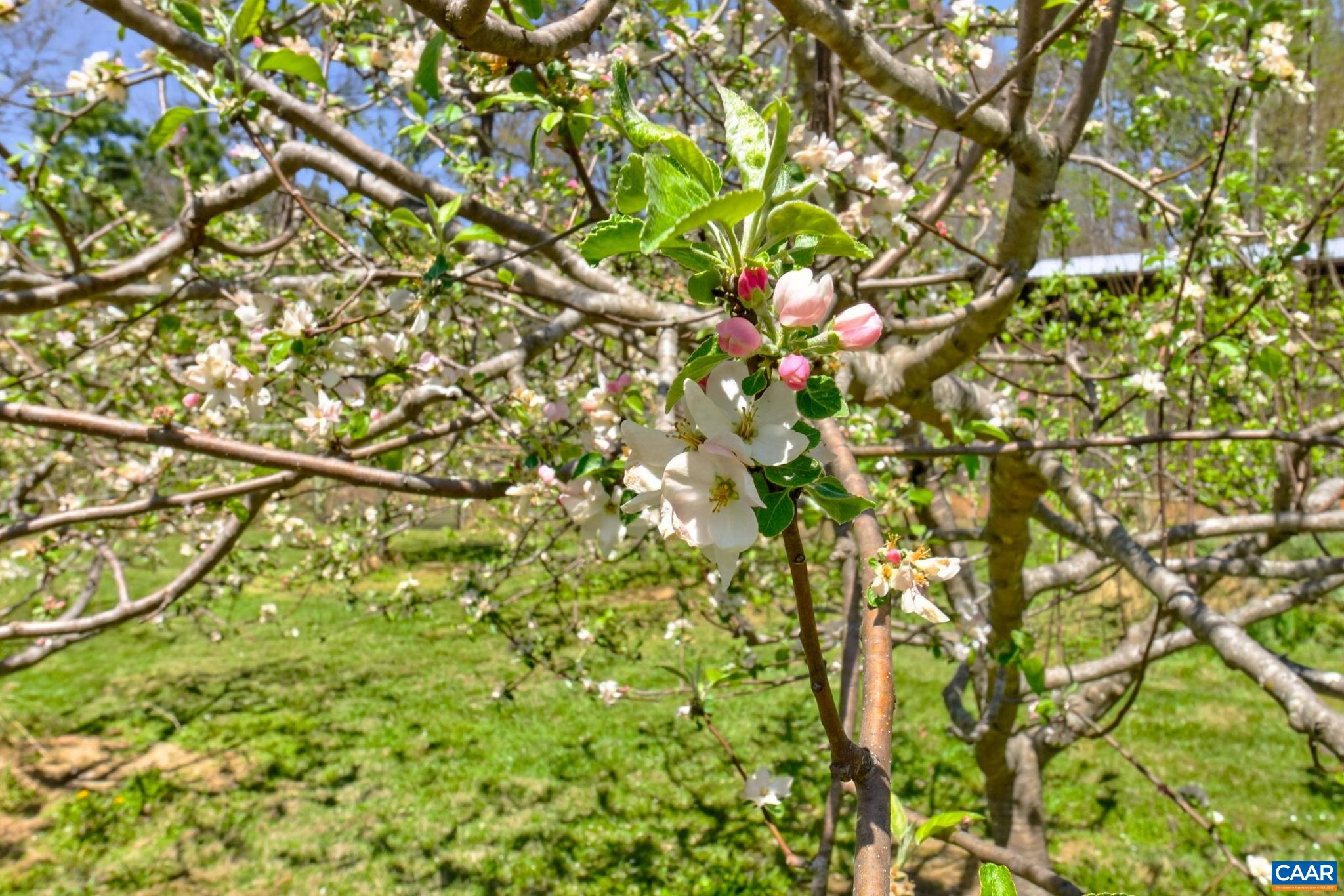 7087 DICK WOODS RD, AFTON, Virginia 22920, 5 Bedrooms Bedrooms, ,4 BathroomsBathrooms,Residential,14,7087 DICK WOODS RD,675673 MLS # 675673