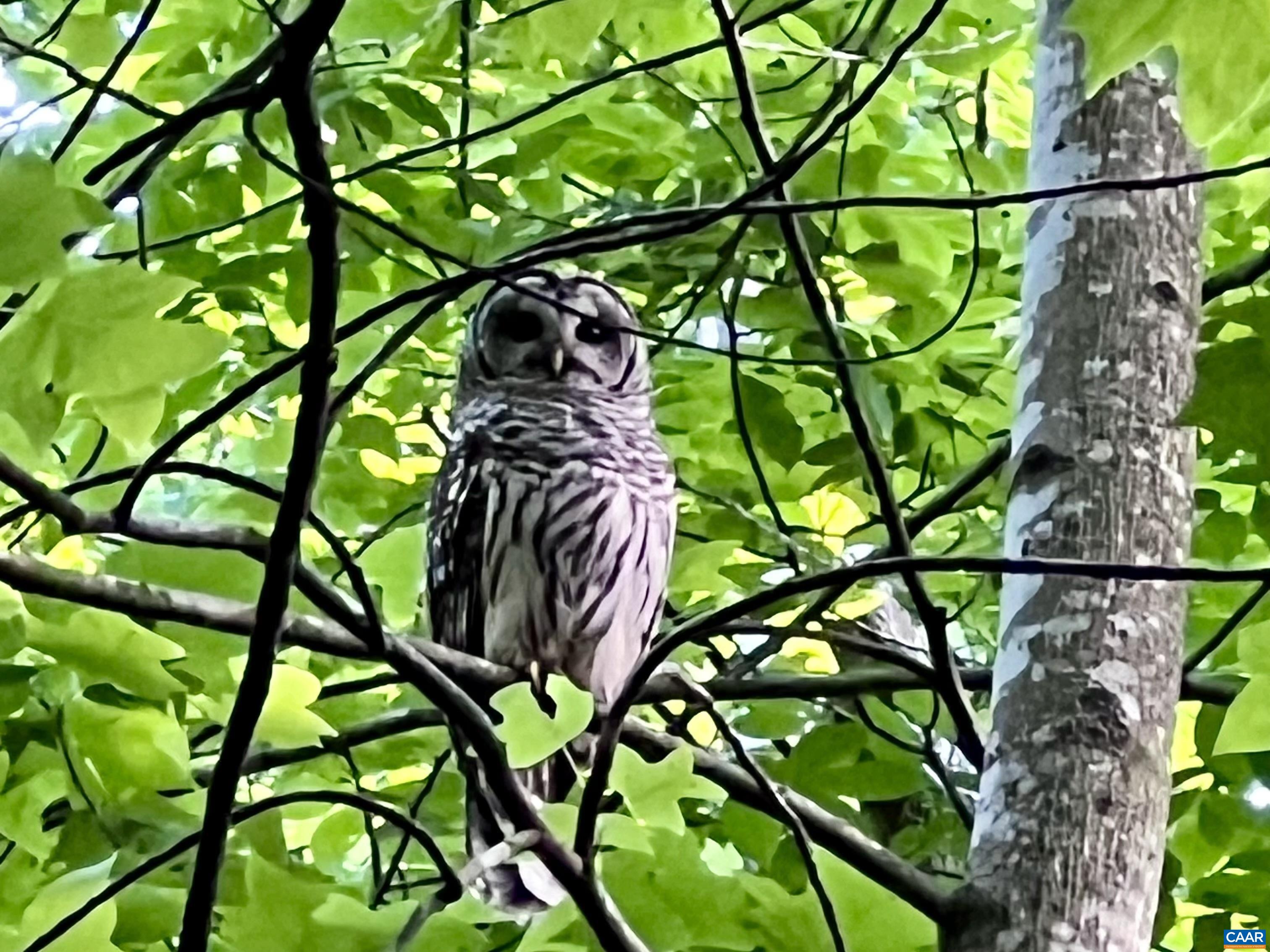 2236 CRAIGS STORE RD, AFTON, Virginia 22920, 4 Bedrooms Bedrooms, ,4 BathroomsBathrooms,Residential,14,2236 CRAIGS STORE RD,675713 MLS # 675713