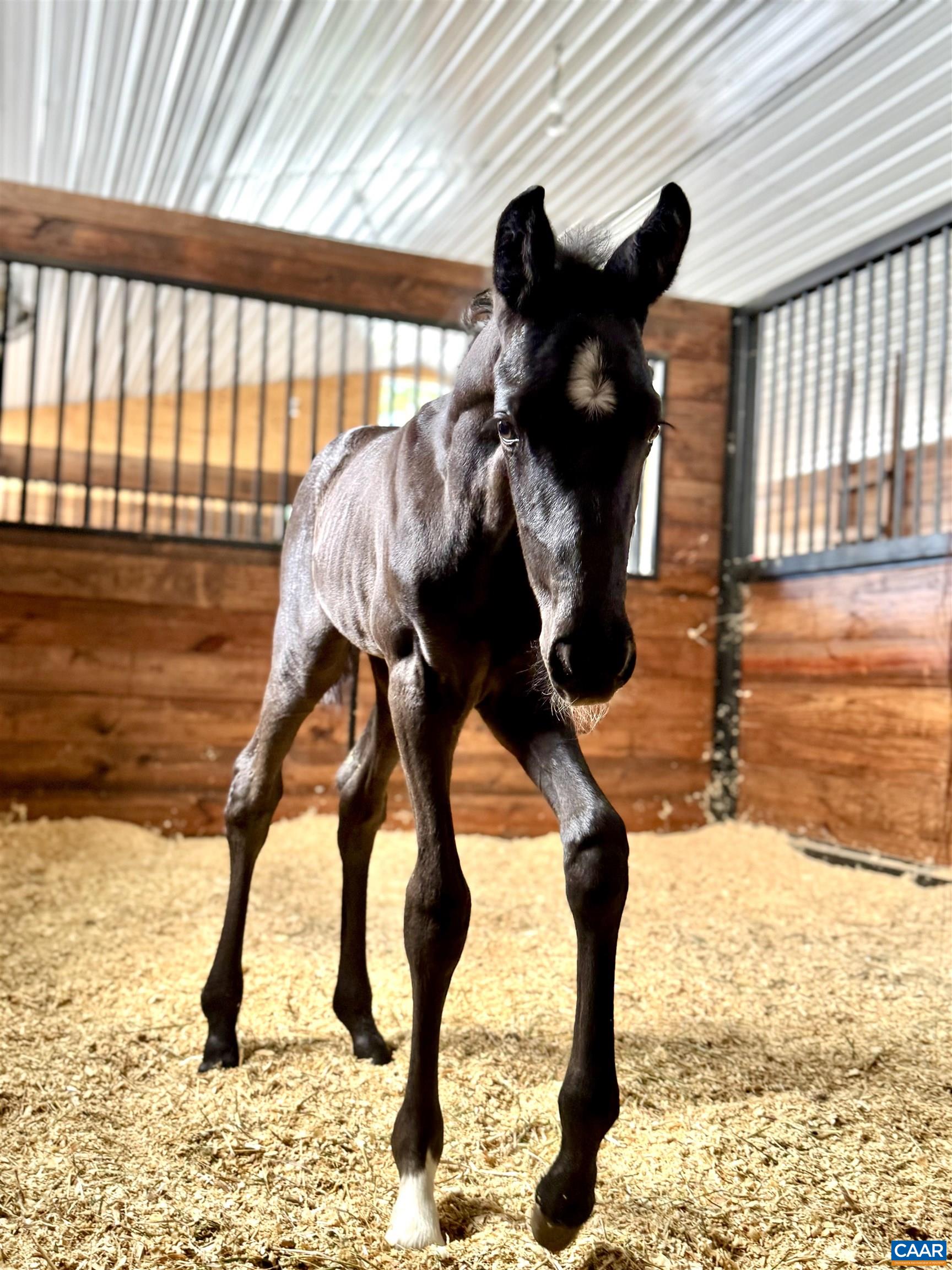 2236 CRAIGS STORE RD, AFTON, Virginia 22920, 4 Bedrooms Bedrooms, ,4 BathroomsBathrooms,Residential,14,2236 CRAIGS STORE RD,675713 MLS # 675713