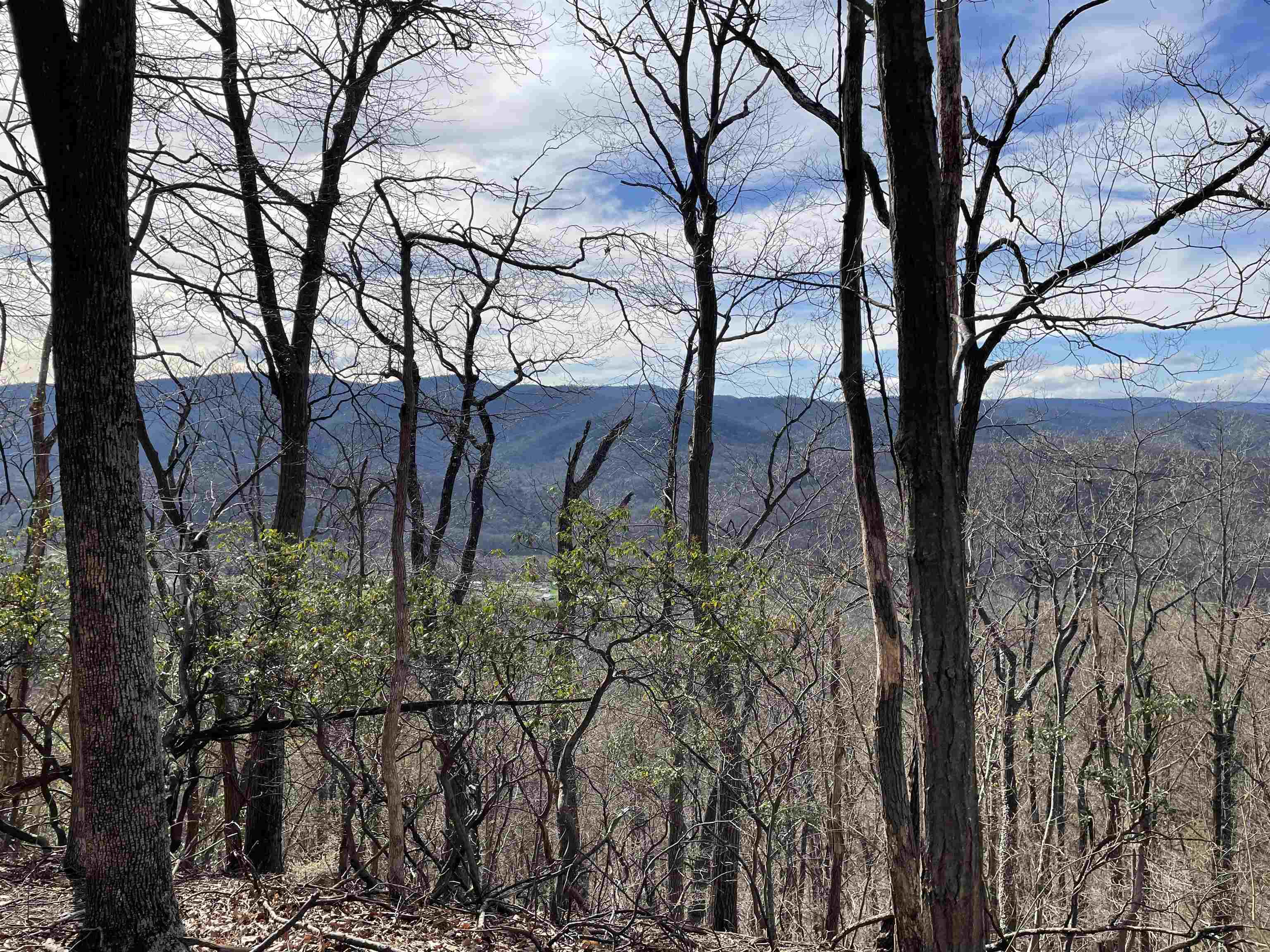 81.5 Acres HOPKINS GAP RD, FULKS RUN, Virginia 22830, ,Farm,14,81.5 Acres HOPKINS GAP RD,675971 MLS # 675971