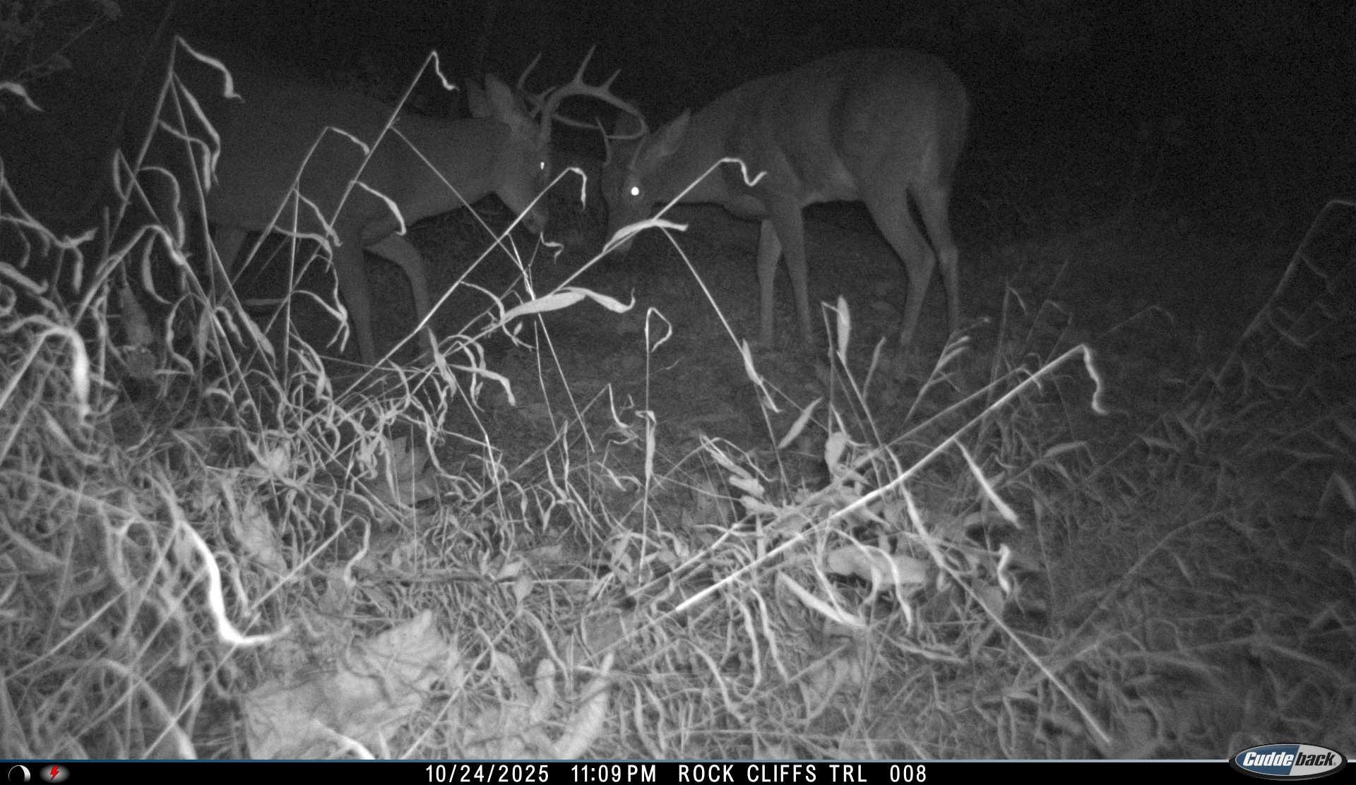 81.5 Acres HOPKINS GAP RD, FULKS RUN, Virginia 22830, ,Farm,14,81.5 Acres HOPKINS GAP RD,675971 MLS # 675971