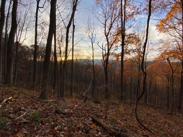 81.5 Acres HOPKINS GAP RD, FULKS RUN, Virginia 22830, ,Farm,14,81.5 Acres HOPKINS GAP RD,675971 MLS # 675971
