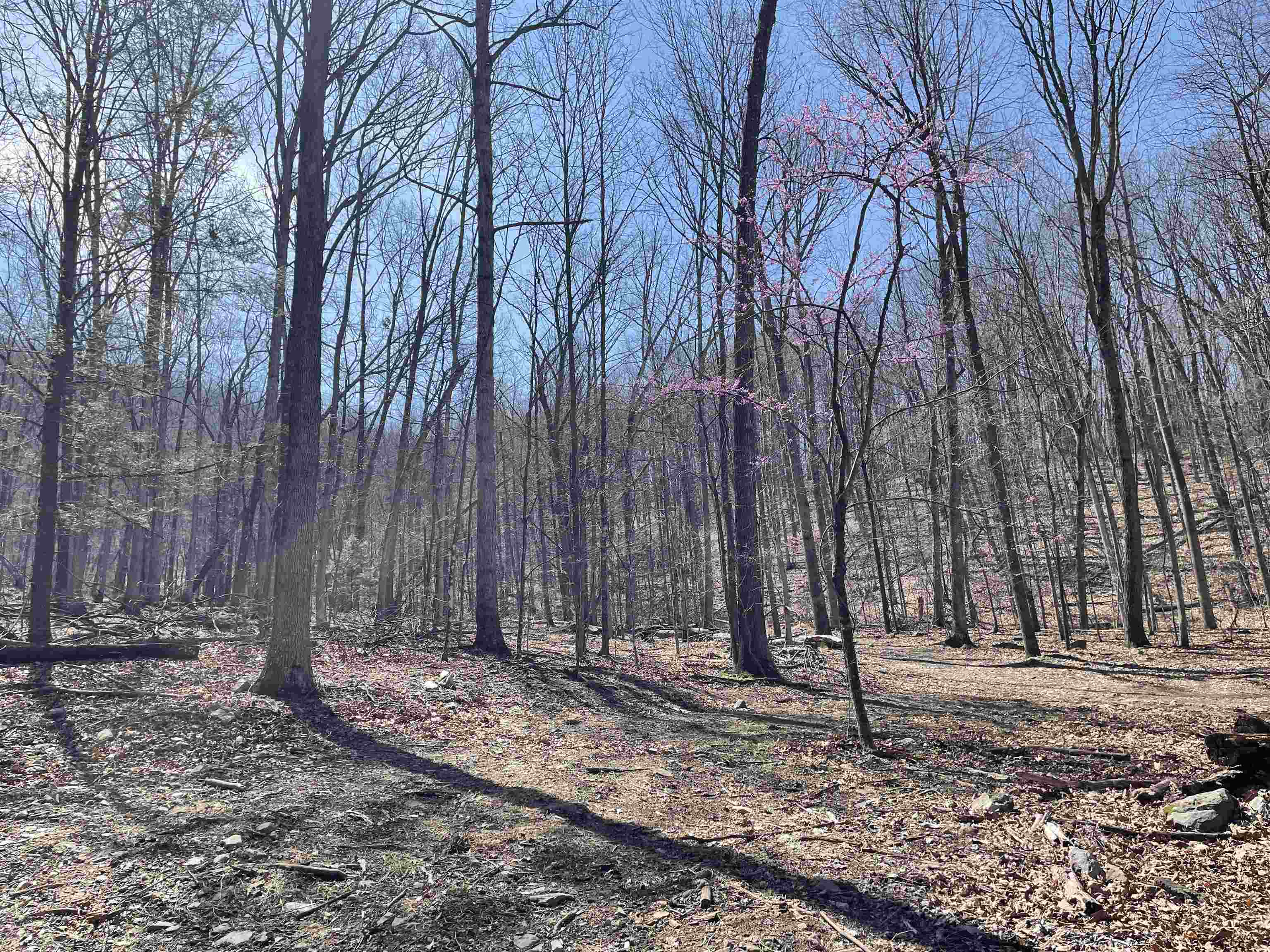 81.5 Acres HOPKINS GAP RD, FULKS RUN, Virginia 22830, ,Farm,14,81.5 Acres HOPKINS GAP RD,675971 MLS # 675971