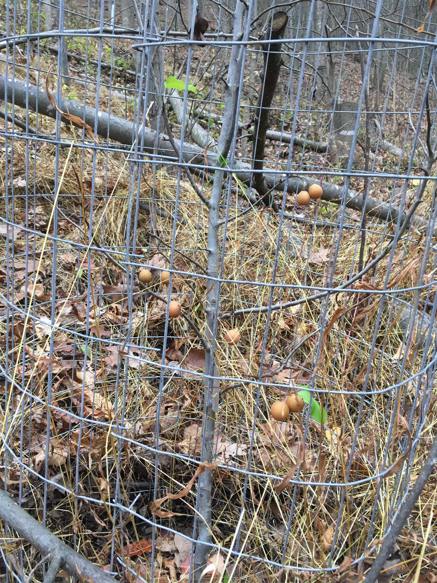 81.5 Acres HOPKINS GAP RD, FULKS RUN, Virginia 22830, ,Farm,14,81.5 Acres HOPKINS GAP RD,675971 MLS # 675971