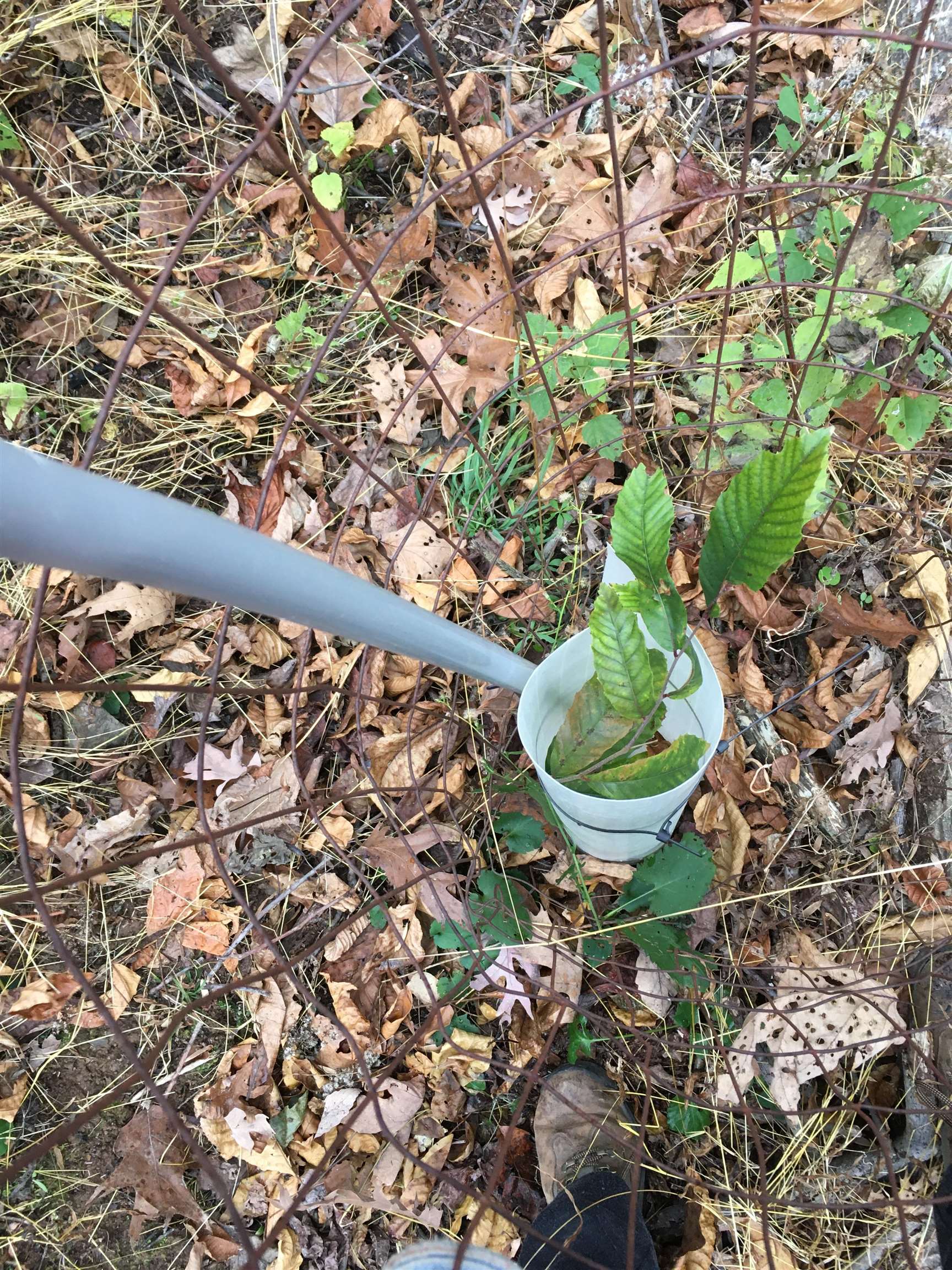 81.5 Acres HOPKINS GAP RD, FULKS RUN, Virginia 22830, ,Farm,14,81.5 Acres HOPKINS GAP RD,675971 MLS # 675971