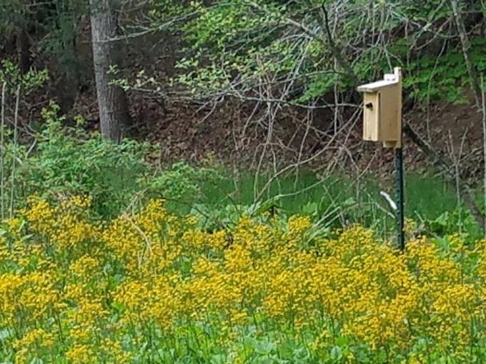 81.5 Acres HOPKINS GAP RD, FULKS RUN, Virginia 22830, ,Farm,14,81.5 Acres HOPKINS GAP RD,675971 MLS # 675971