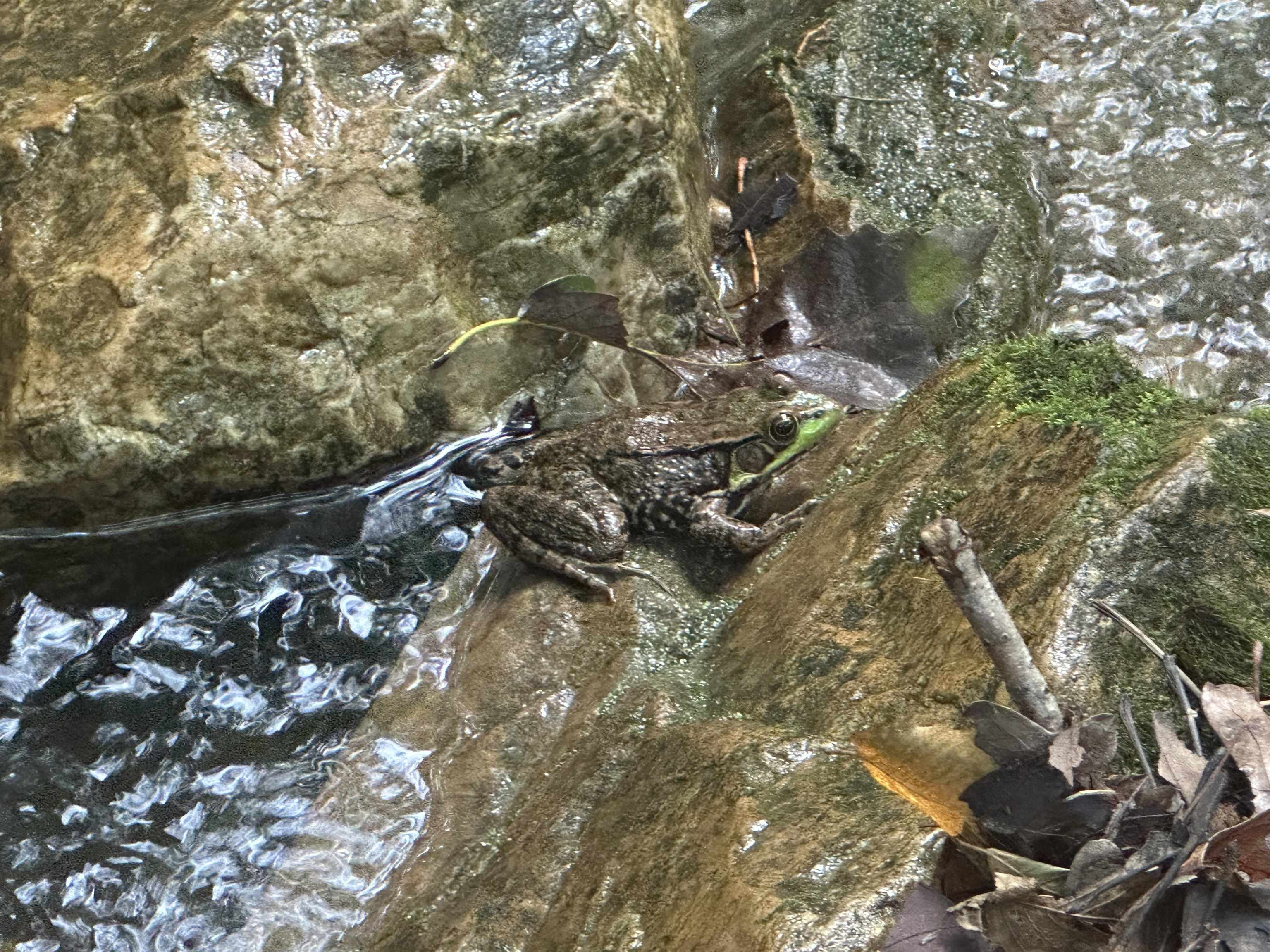 81.5 Acres HOPKINS GAP RD, FULKS RUN, Virginia 22830, ,Farm,14,81.5 Acres HOPKINS GAP RD,675971 MLS # 675971