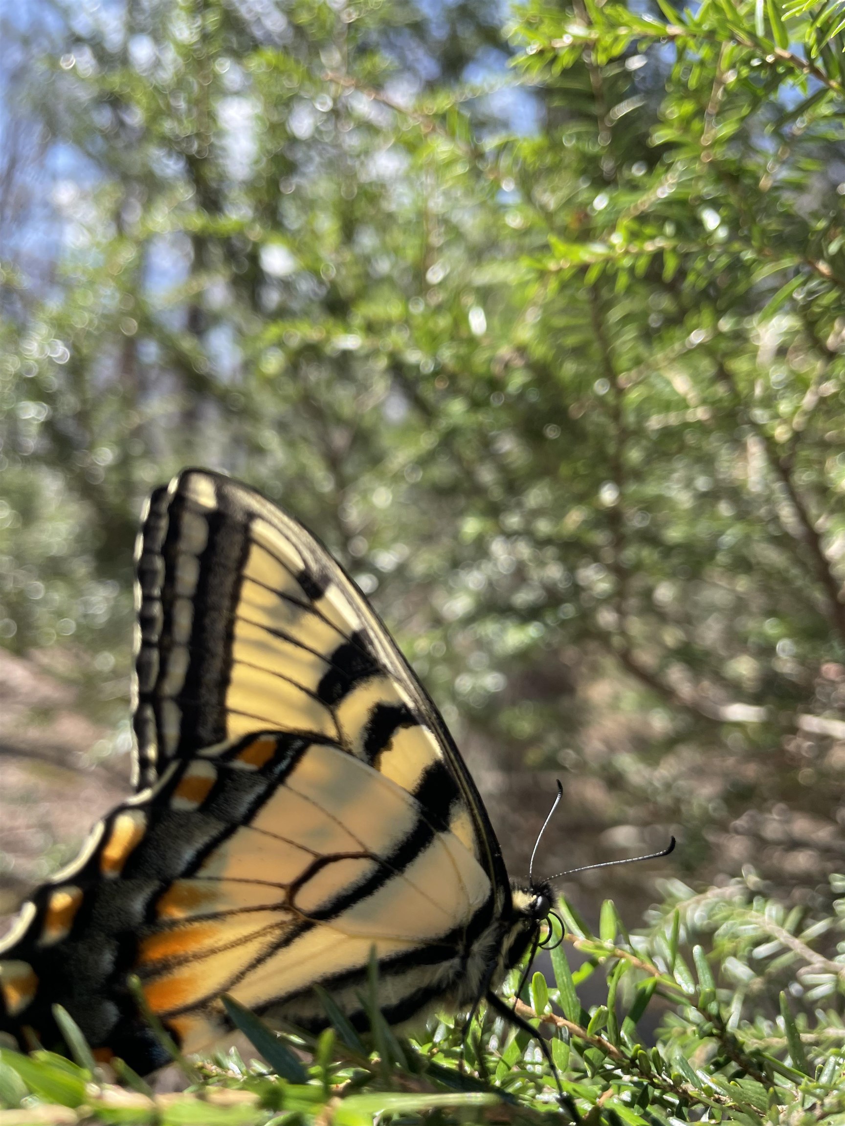 81.5 Acres HOPKINS GAP RD, FULKS RUN, Virginia 22830, ,Farm,14,81.5 Acres HOPKINS GAP RD,675971 MLS # 675971