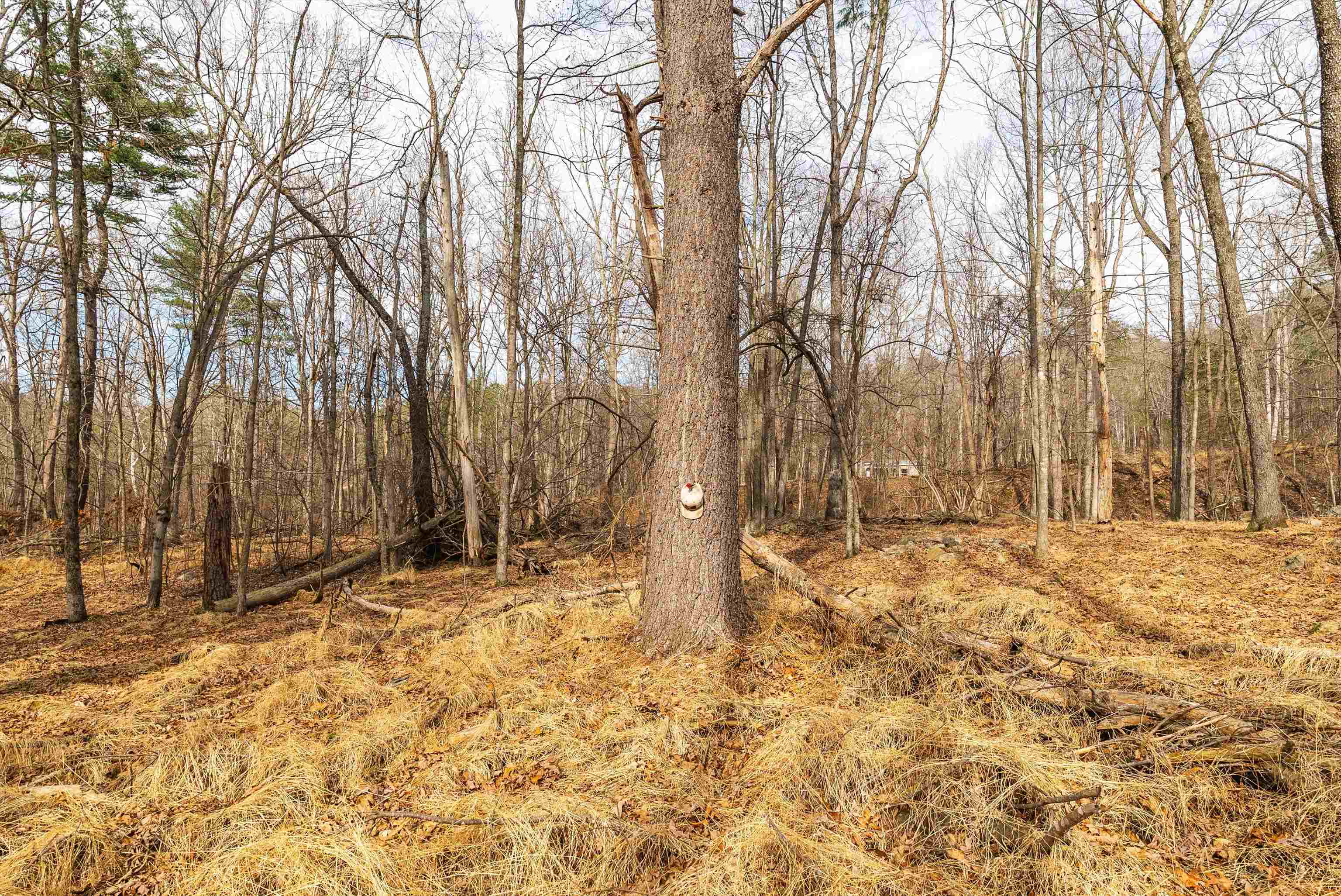 81.5 Acres HOPKINS GAP RD, FULKS RUN, Virginia 22830, ,Farm,14,81.5 Acres HOPKINS GAP RD,675971 MLS # 675971