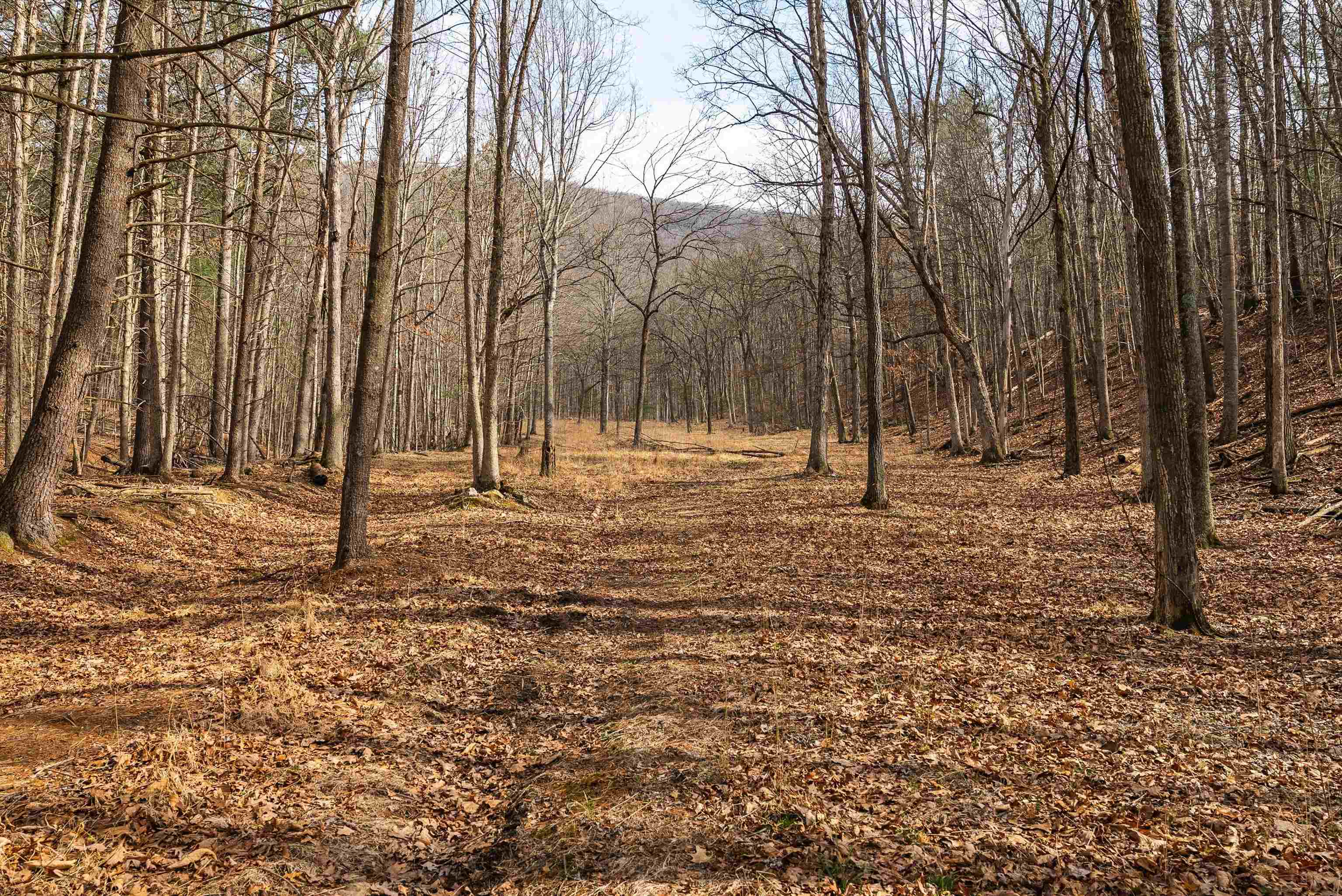 81.5 Acres HOPKINS GAP RD, FULKS RUN, Virginia 22830, ,Farm,14,81.5 Acres HOPKINS GAP RD,675971 MLS # 675971
