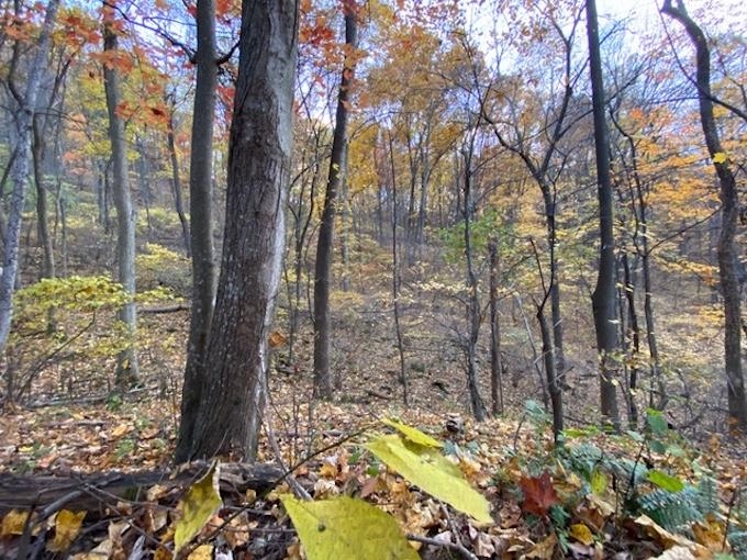 81.5 Acres HOPKINS GAP RD, FULKS RUN, Virginia 22830, ,Farm,14,81.5 Acres HOPKINS GAP RD,675971 MLS # 675971