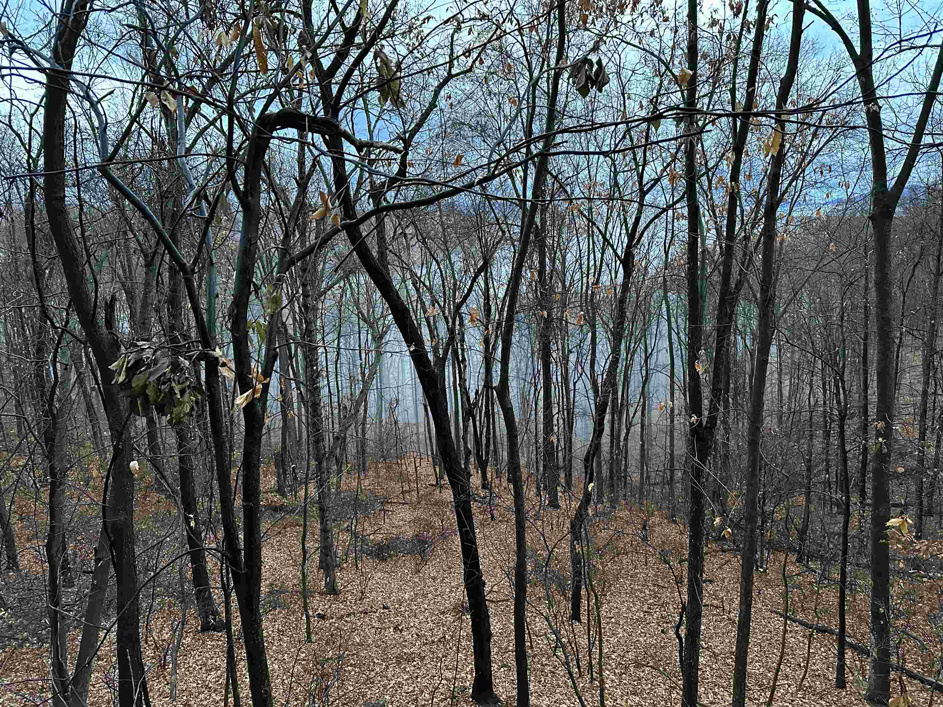 81.5 Acres HOPKINS GAP RD, FULKS RUN, Virginia 22830, ,Farm,14,81.5 Acres HOPKINS GAP RD,675971 MLS # 675971