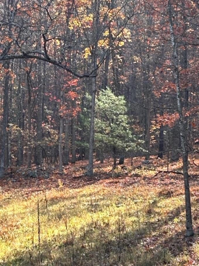 81.5 Acres HOPKINS GAP RD, FULKS RUN, Virginia 22830, ,Farm,14,81.5 Acres HOPKINS GAP RD,675971 MLS # 675971