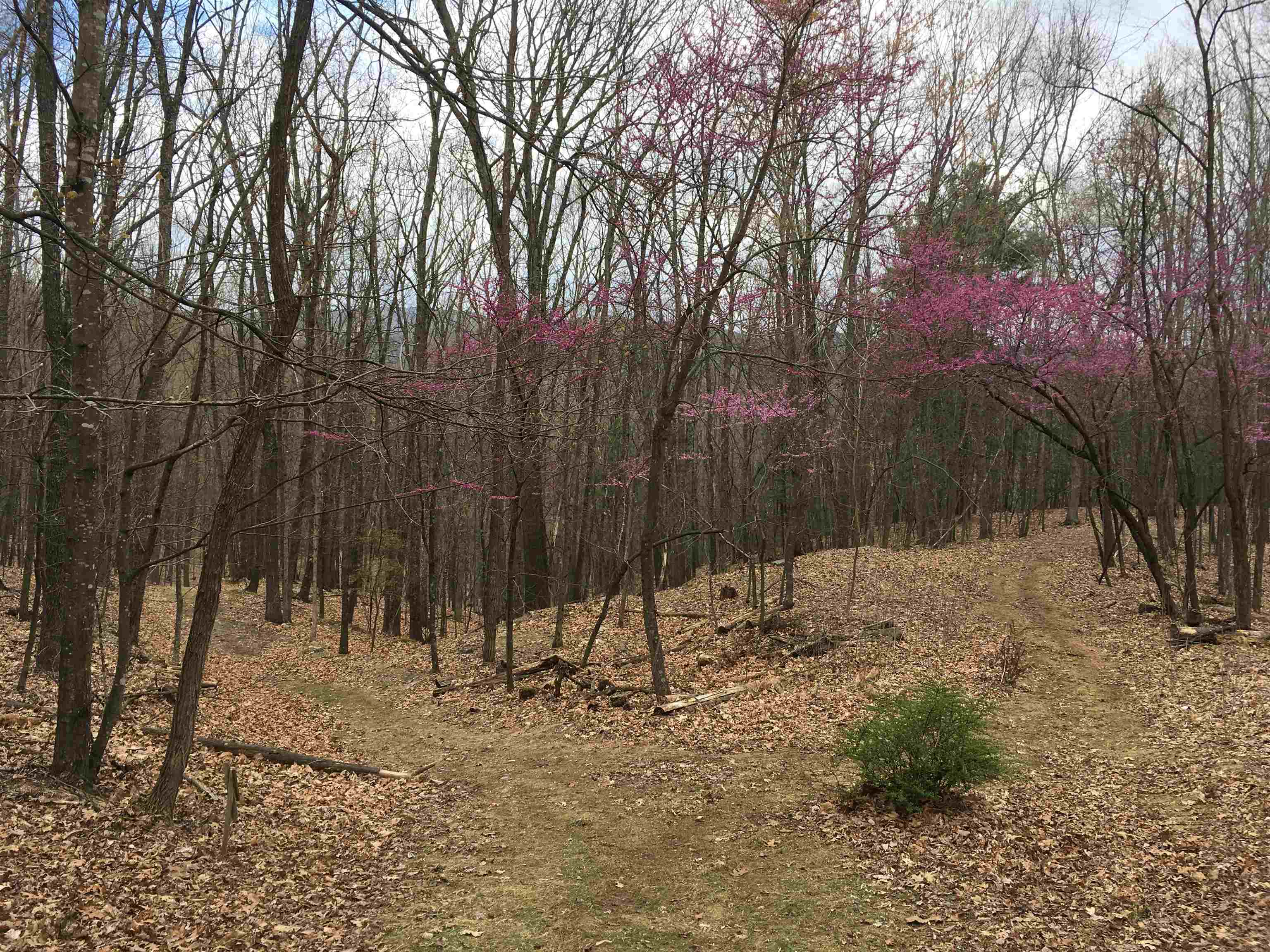 81.5 Acres HOPKINS GAP RD, FULKS RUN, Virginia 22830, ,Farm,14,81.5 Acres HOPKINS GAP RD,675971 MLS # 675971