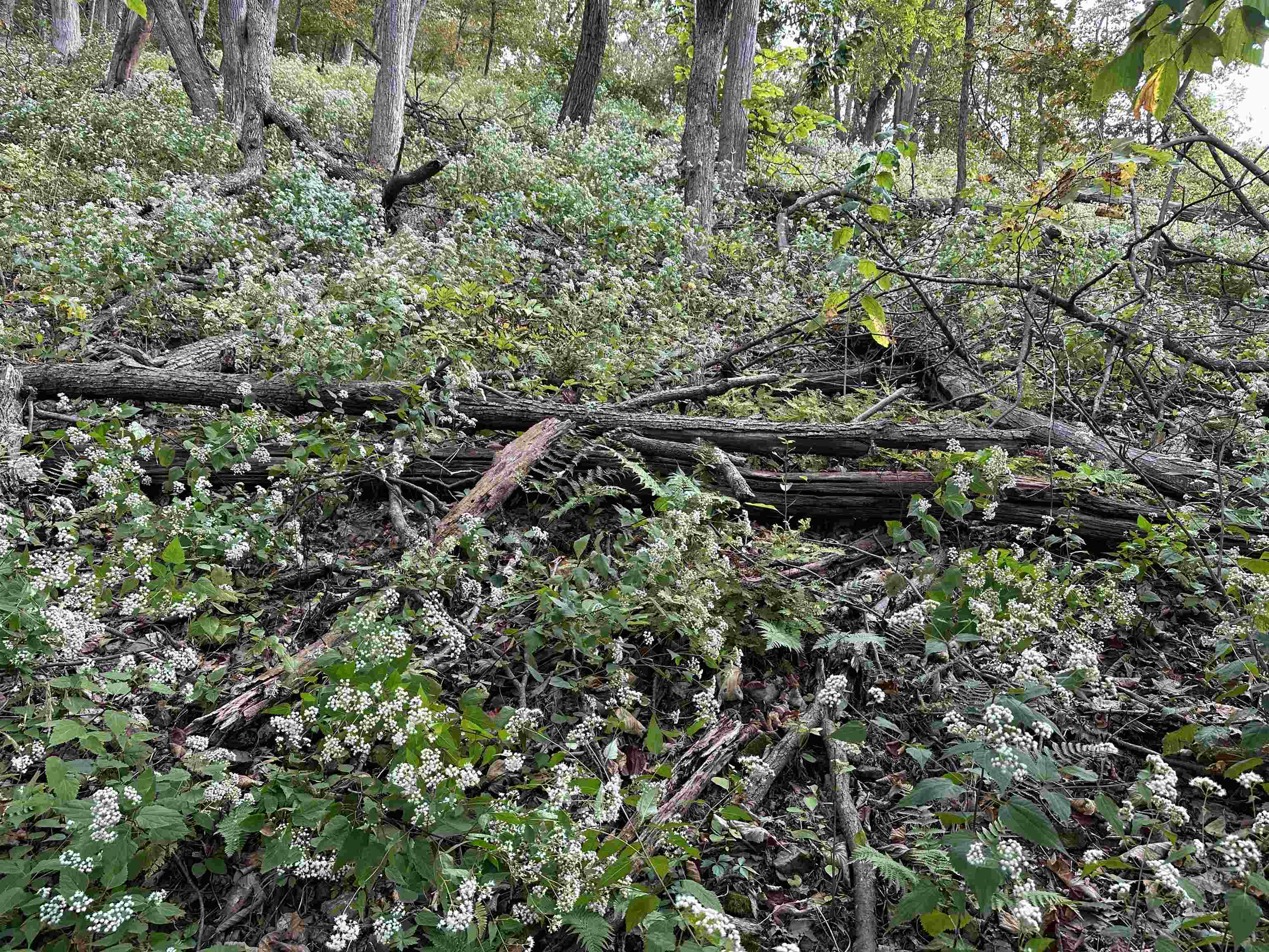 81.5 Acres HOPKINS GAP RD, FULKS RUN, Virginia 22830, ,Farm,14,81.5 Acres HOPKINS GAP RD,675971 MLS # 675971