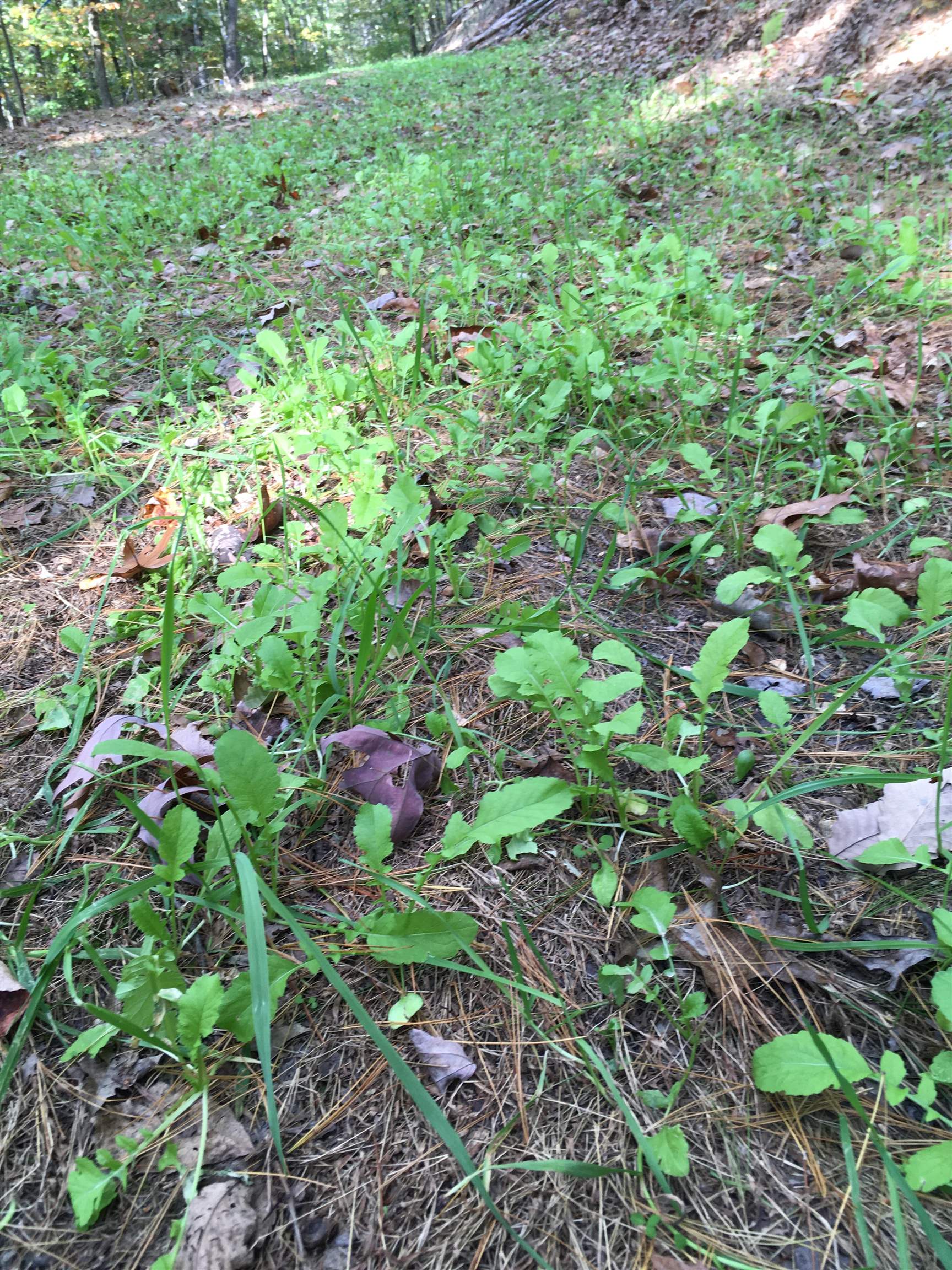 81.5 Acres HOPKINS GAP RD, FULKS RUN, Virginia 22830, ,Farm,14,81.5 Acres HOPKINS GAP RD,675971 MLS # 675971