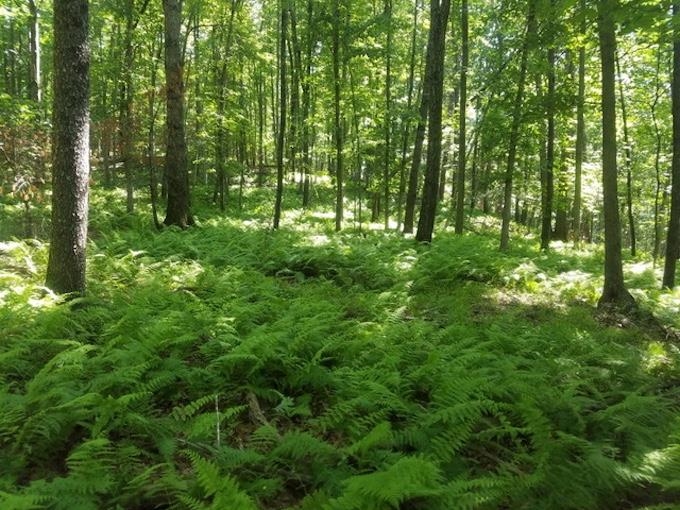 81.5 Acres HOPKINS GAP RD, FULKS RUN, Virginia 22830, ,Farm,14,81.5 Acres HOPKINS GAP RD,675971 MLS # 675971