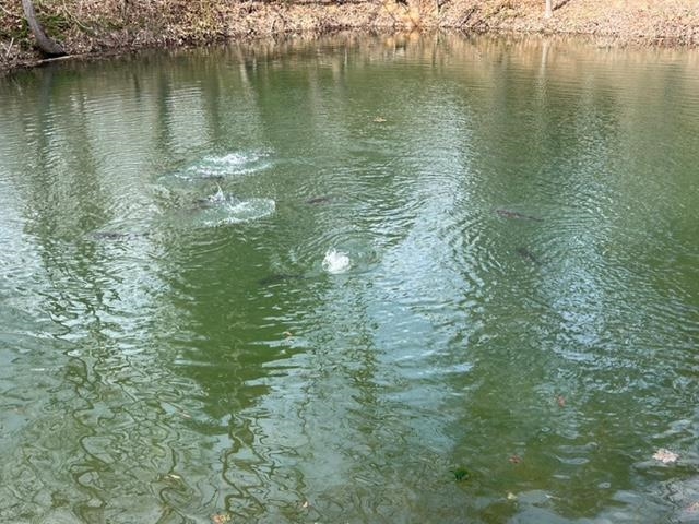 163 acres HOPKINS GAP RD, FULKS RUN, Virginia 22830, ,Farm,14,163 acres HOPKINS GAP RD,675968 MLS # 675968