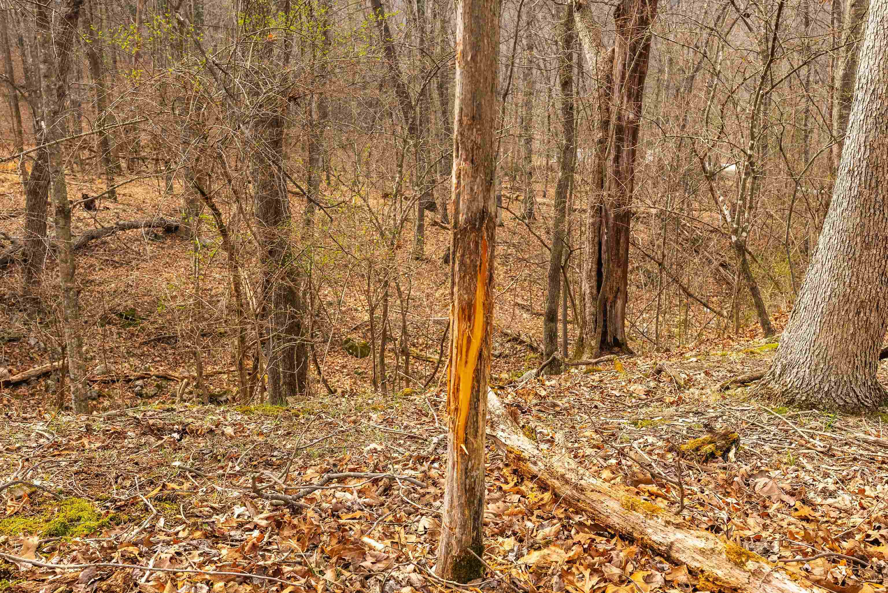 163 acres HOPKINS GAP RD, FULKS RUN, Virginia 22830, ,Farm,14,163 acres HOPKINS GAP RD,675968 MLS # 675968