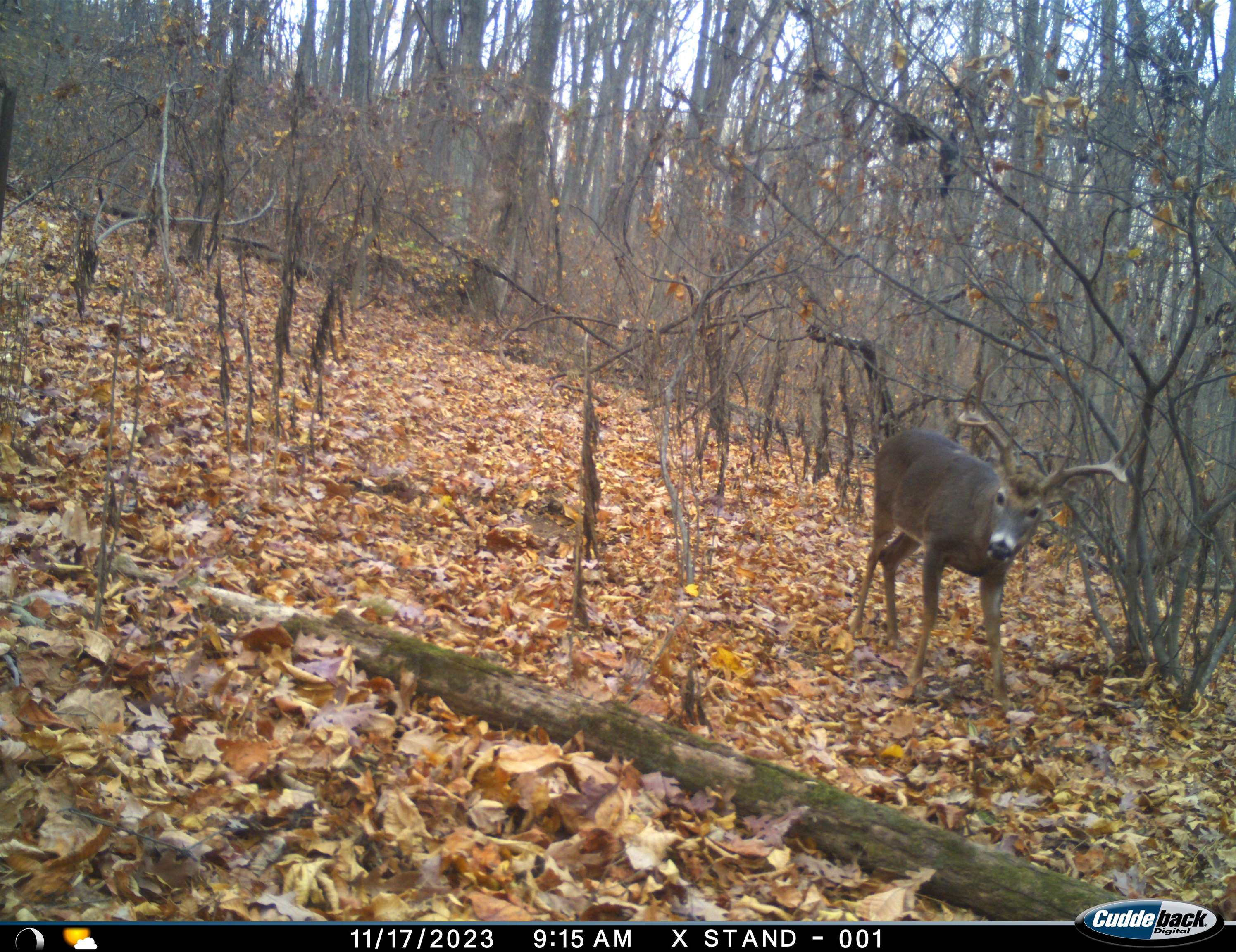 163 acres HOPKINS GAP RD, FULKS RUN, Virginia 22830, ,Farm,14,163 acres HOPKINS GAP RD,675968 MLS # 675968