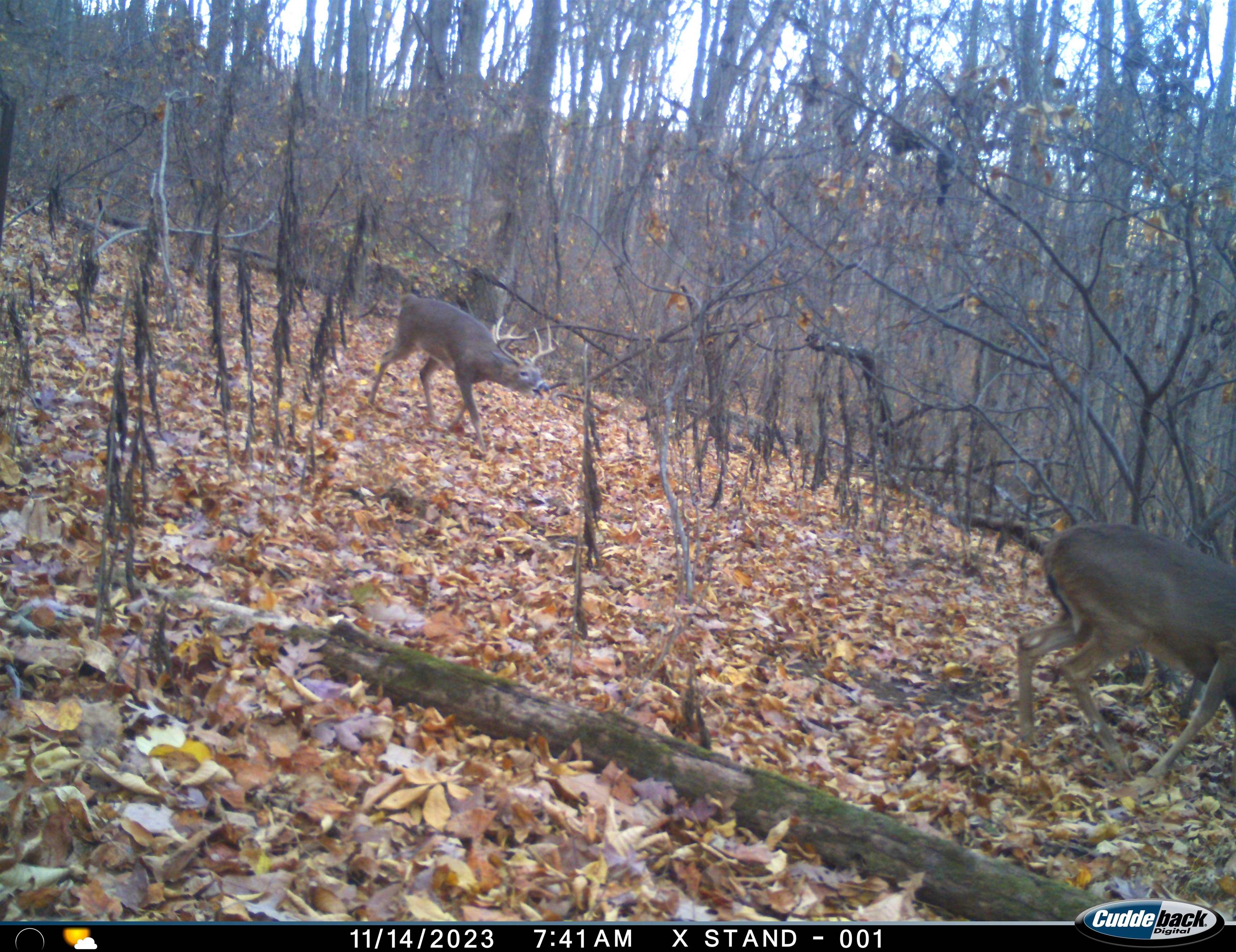 163 acres HOPKINS GAP RD, FULKS RUN, Virginia 22830, ,Farm,14,163 acres HOPKINS GAP RD,675968 MLS # 675968