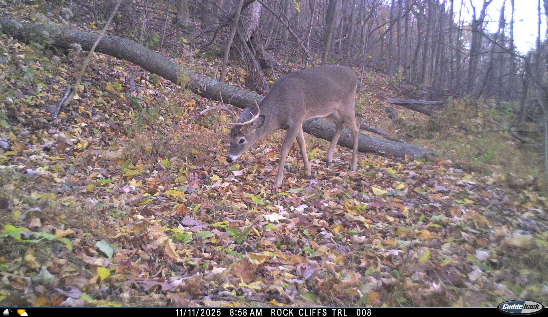 163 acres HOPKINS GAP RD, FULKS RUN, Virginia 22830, ,Farm,14,163 acres HOPKINS GAP RD,675968 MLS # 675968