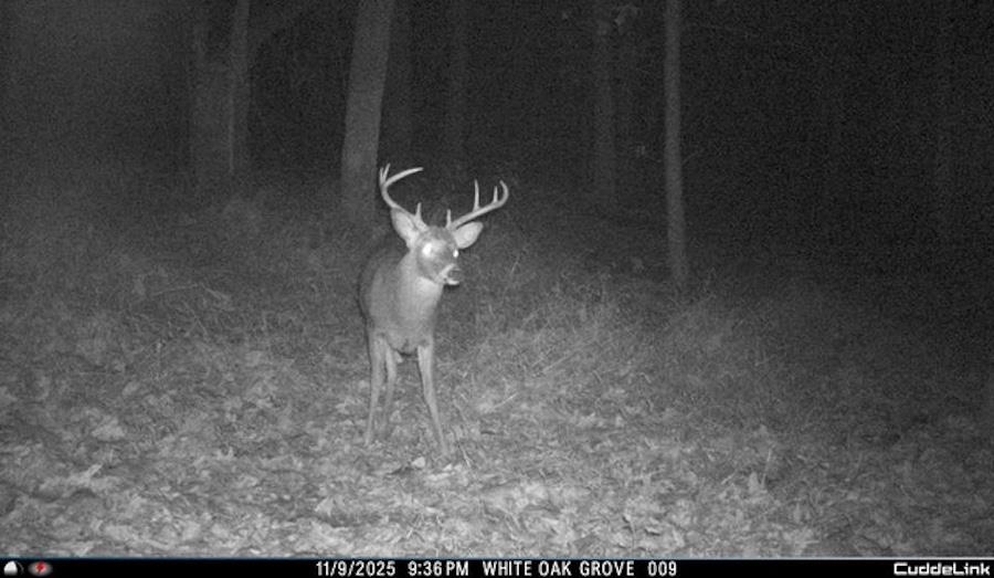 163 acres HOPKINS GAP RD, FULKS RUN, Virginia 22830, ,Farm,14,163 acres HOPKINS GAP RD,675968 MLS # 675968