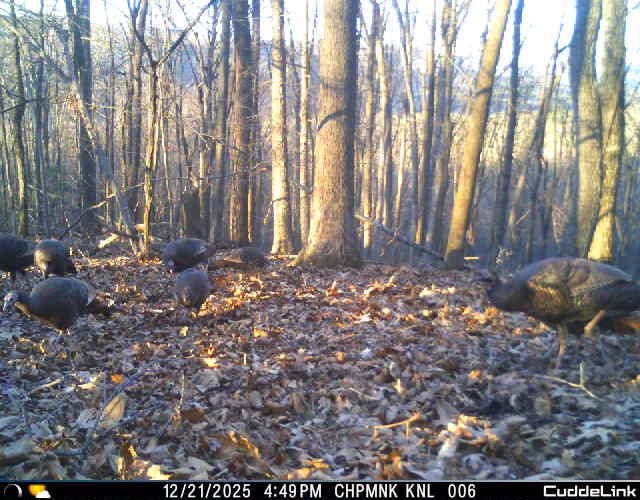 163 acres HOPKINS GAP RD, FULKS RUN, Virginia 22830, ,Farm,14,163 acres HOPKINS GAP RD,675968 MLS # 675968