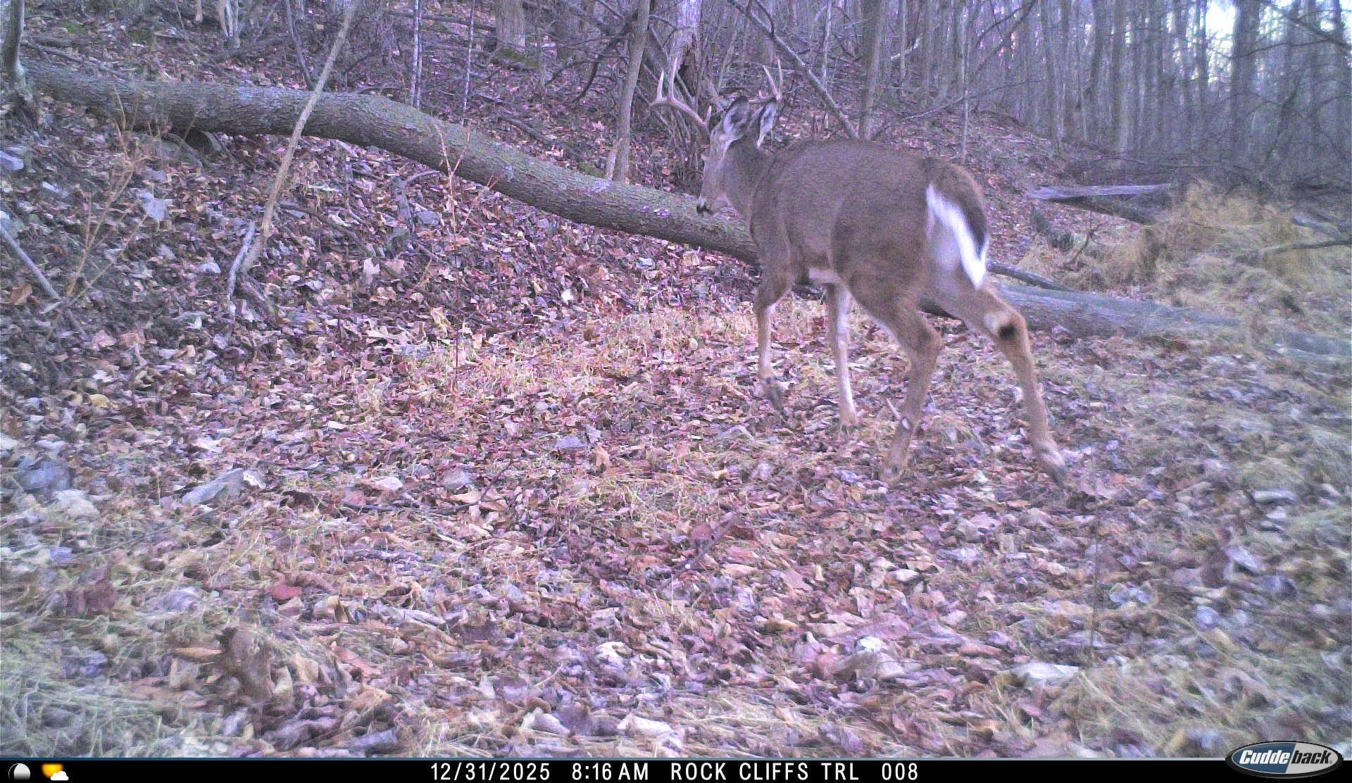 163 acres HOPKINS GAP RD, FULKS RUN, Virginia 22830, ,Farm,14,163 acres HOPKINS GAP RD,675968 MLS # 675968