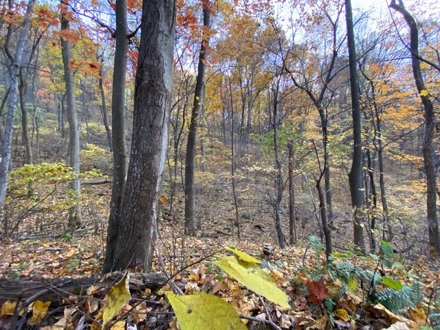 163 acres HOPKINS GAP RD, FULKS RUN, Virginia 22830, ,Farm,14,163 acres HOPKINS GAP RD,675968 MLS # 675968