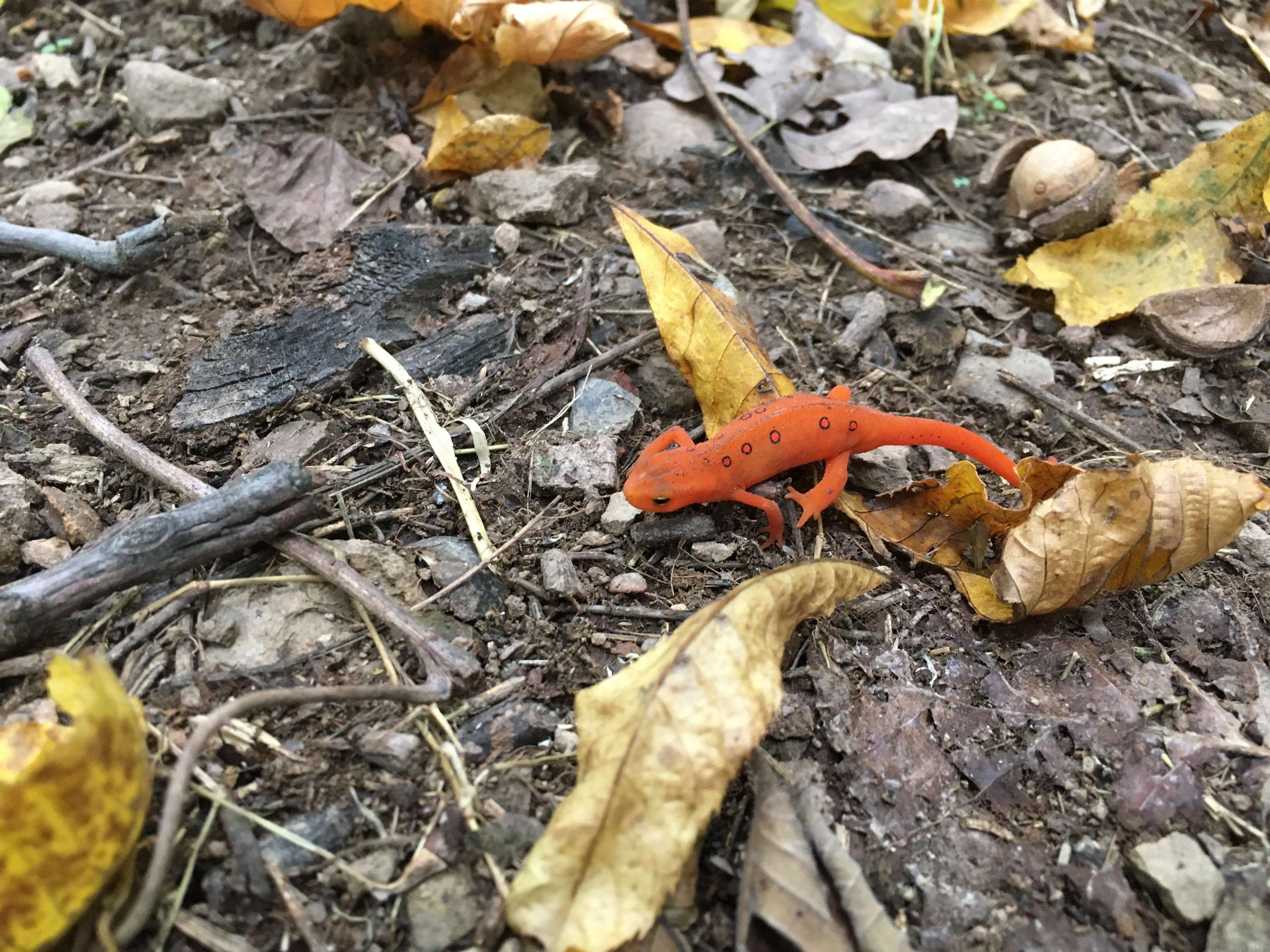 163 acres HOPKINS GAP RD, FULKS RUN, Virginia 22830, ,Farm,14,163 acres HOPKINS GAP RD,675968 MLS # 675968