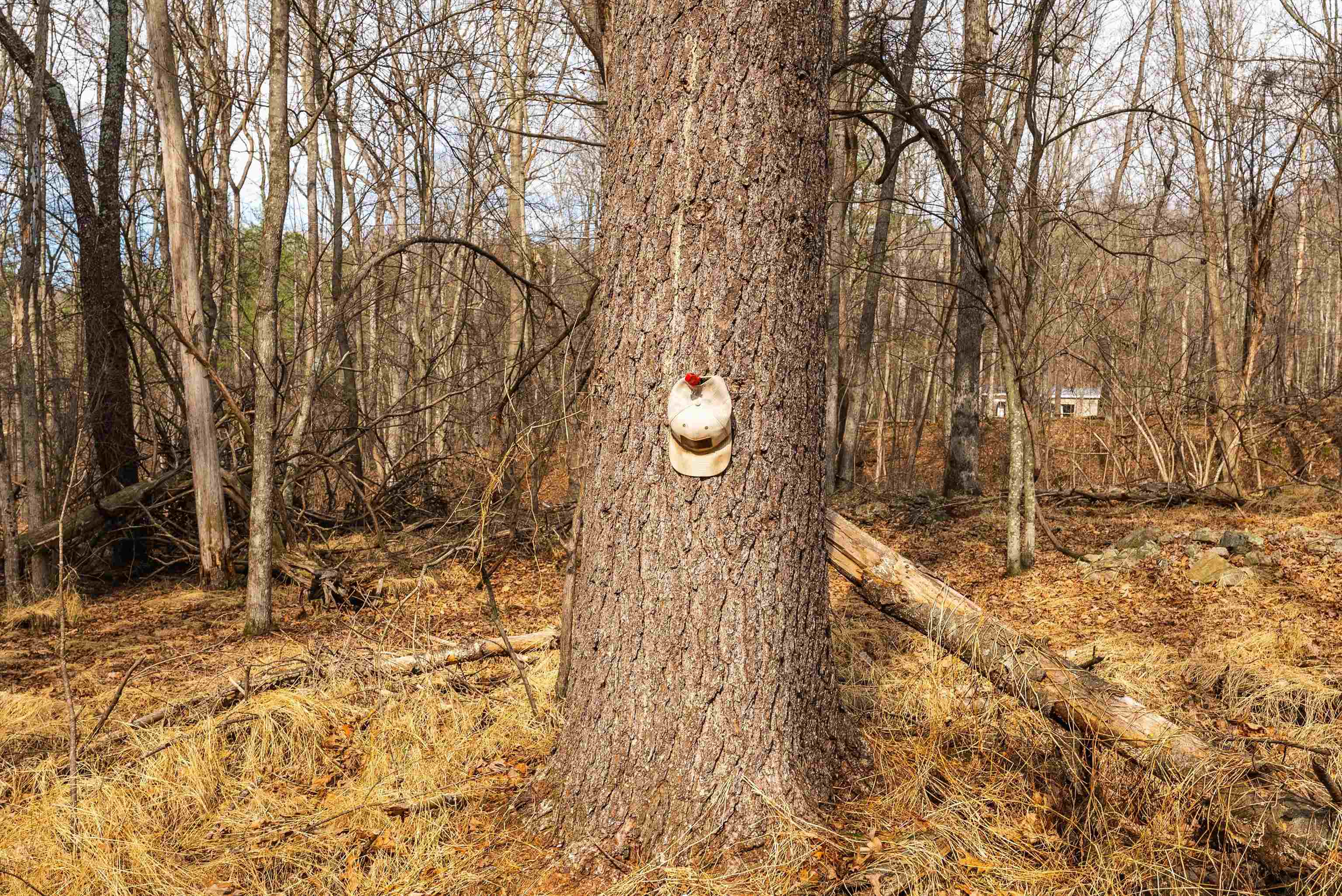 Lot 1 HOPKINS GAP RD, FULKS RUN, Virginia 22830, ,Farm,14,Lot 1 HOPKINS GAP RD,675970 MLS # 675970