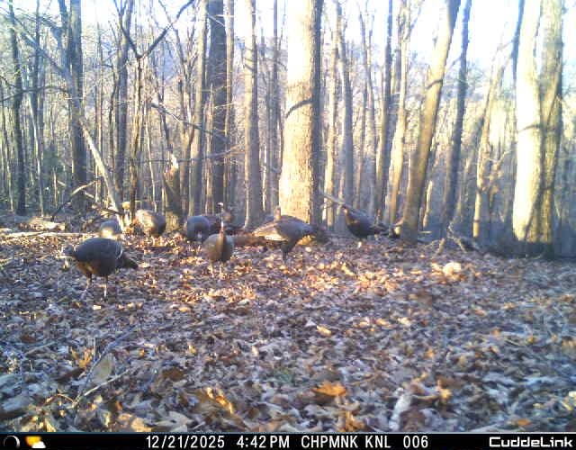 Lot 1 HOPKINS GAP RD, FULKS RUN, Virginia 22830, ,Farm,14,Lot 1 HOPKINS GAP RD,675970 MLS # 675970