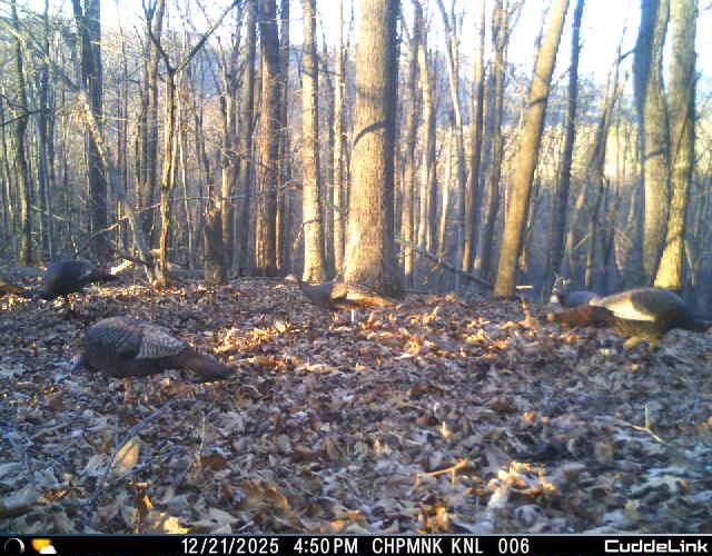 Lot 1 HOPKINS GAP RD, FULKS RUN, Virginia 22830, ,Farm,14,Lot 1 HOPKINS GAP RD,675970 MLS # 675970